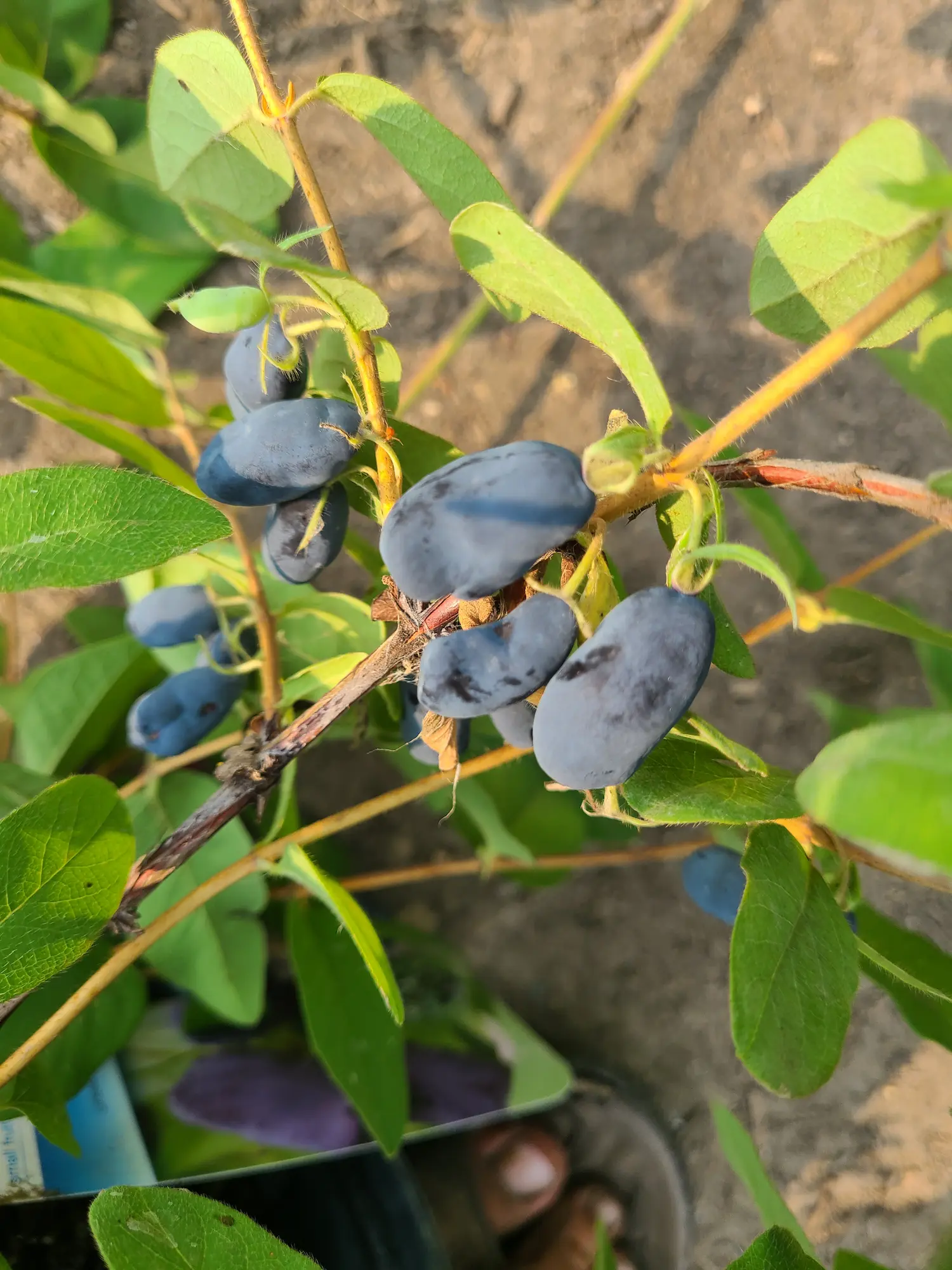 Featured image for “Blue Velvet Haskap Berry”