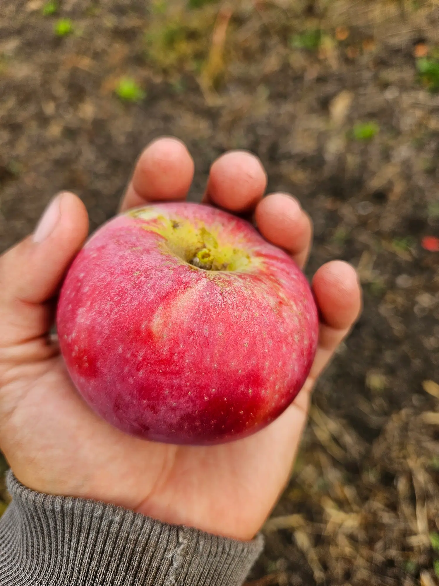 Featured image for “Dwarf Kandy Crisp Apple”