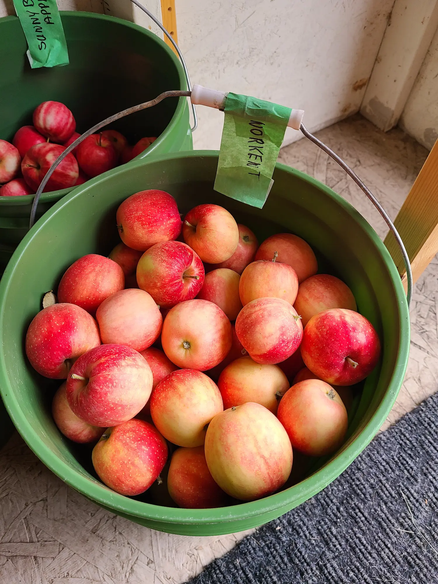 Featured image for “Dwarf Norkent Apple”
