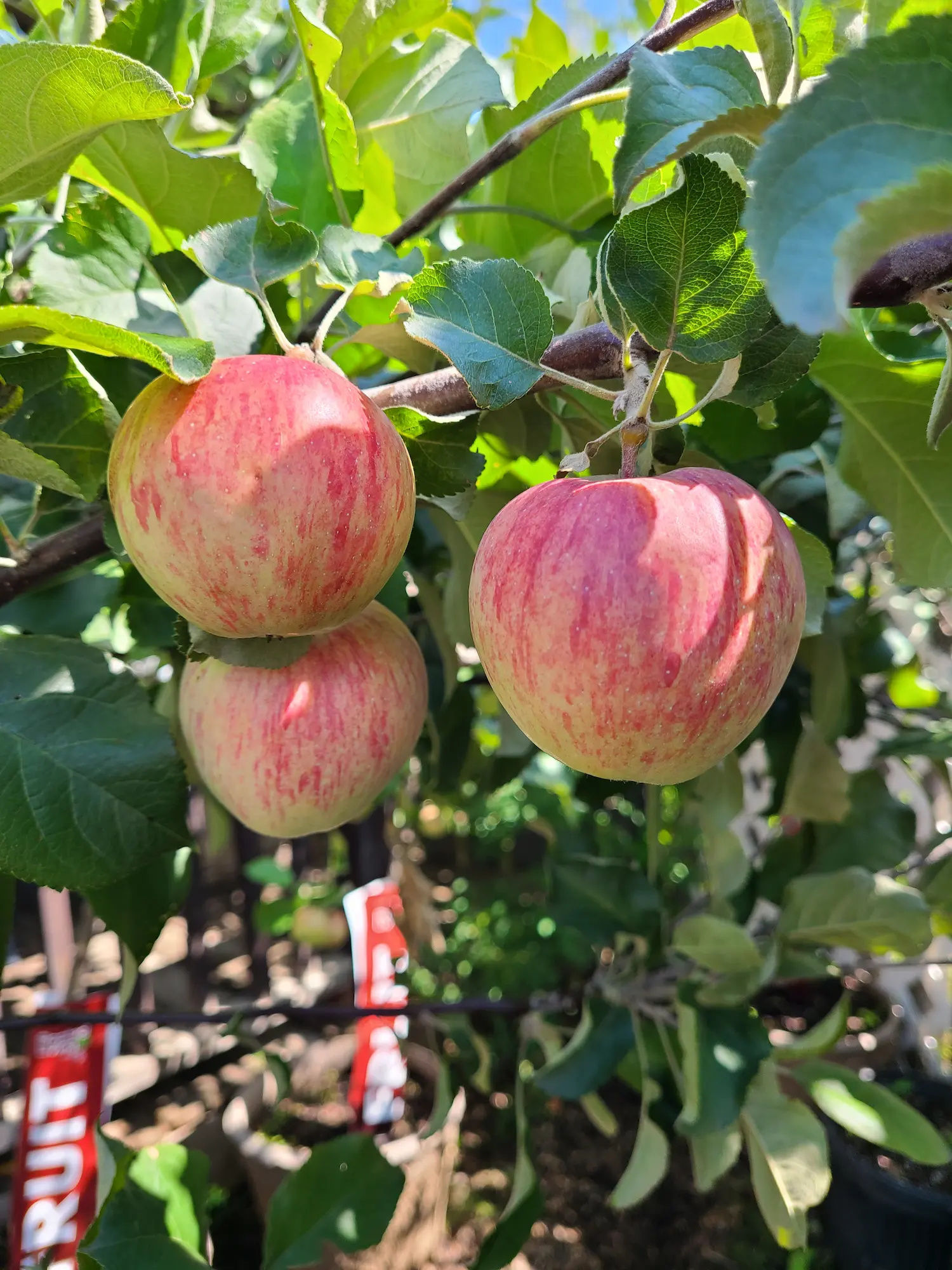 Featured image for “Combination Apple: Type 2 Multigraft”