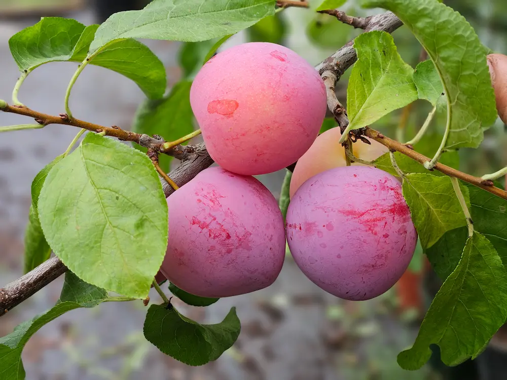 Farmer's Fields Orchard Package - Image 4