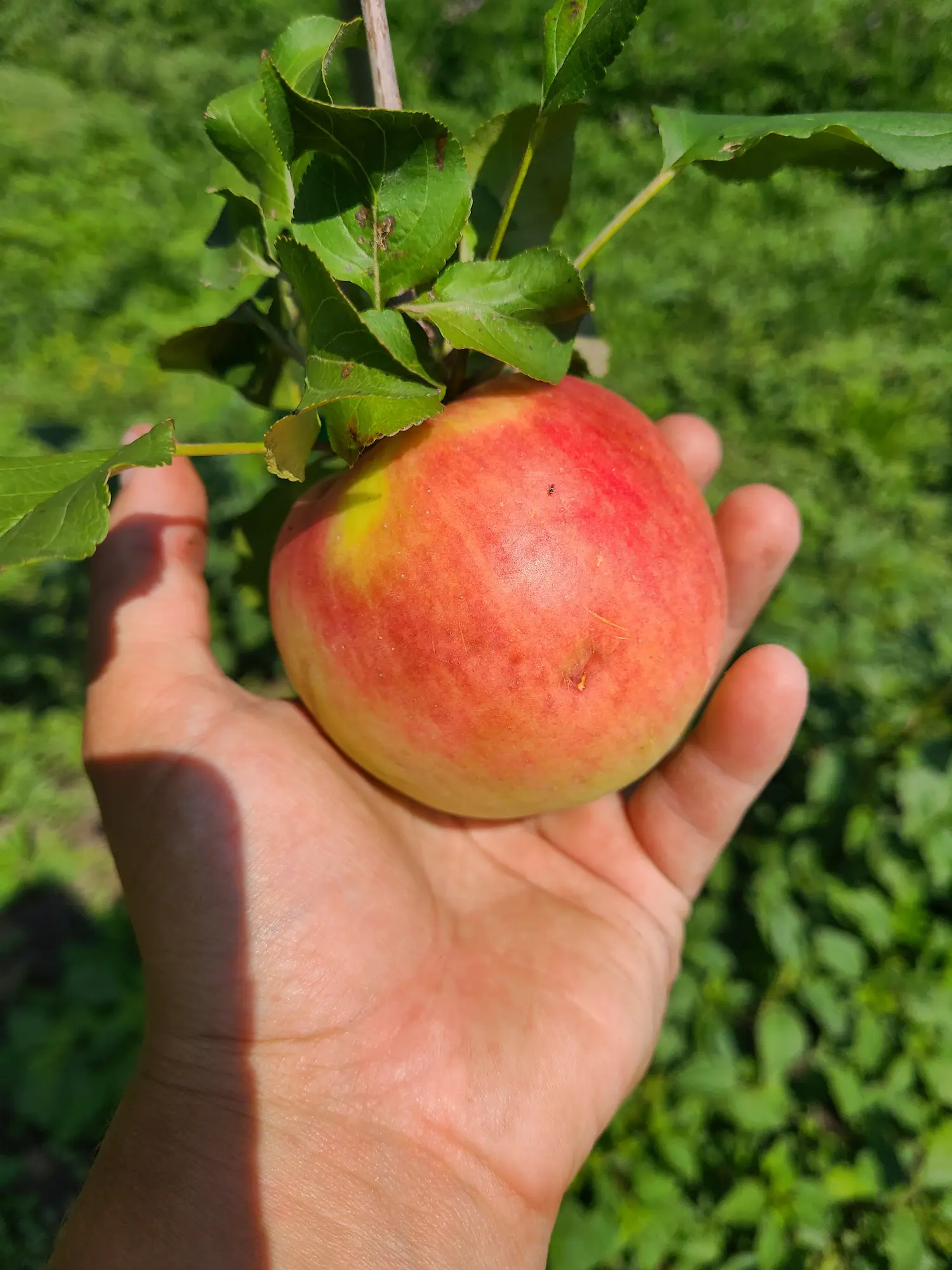 Prairie Sensation Apple - Image 3