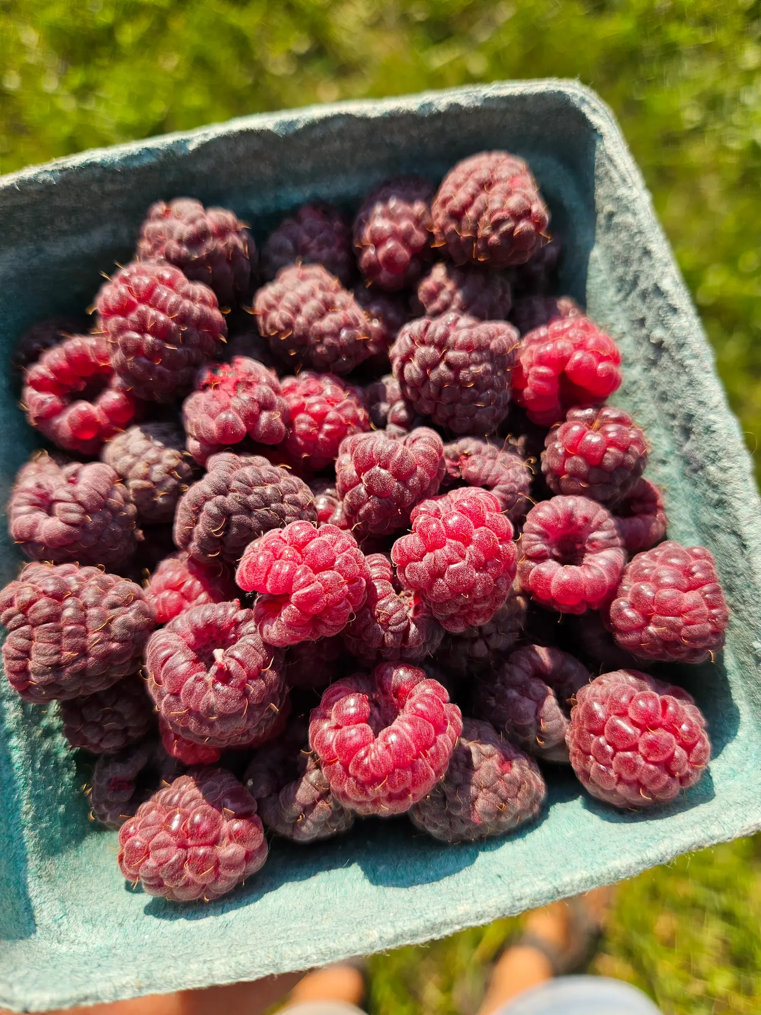 Featured image for “Royalty Purple Raspberry”
