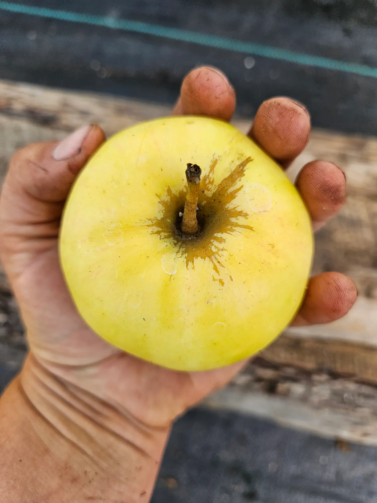 Featured image for “Strathcona Gold Apple”