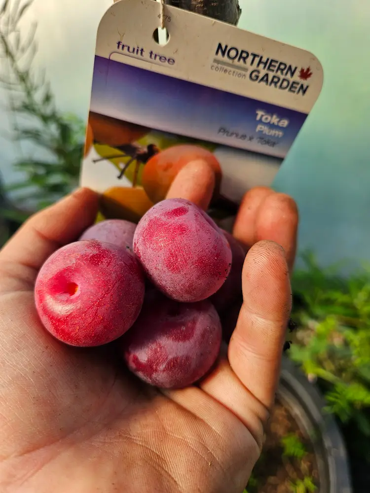 Featured image for “Toka Plum”