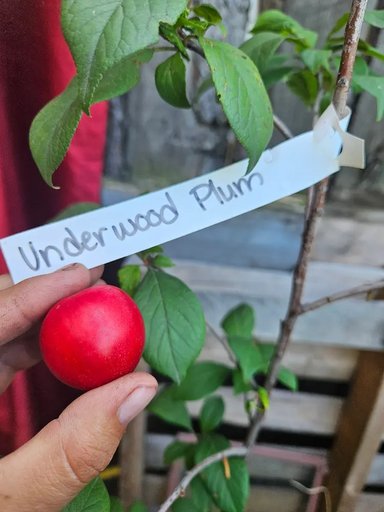 Featured image for “Underwood Plum”