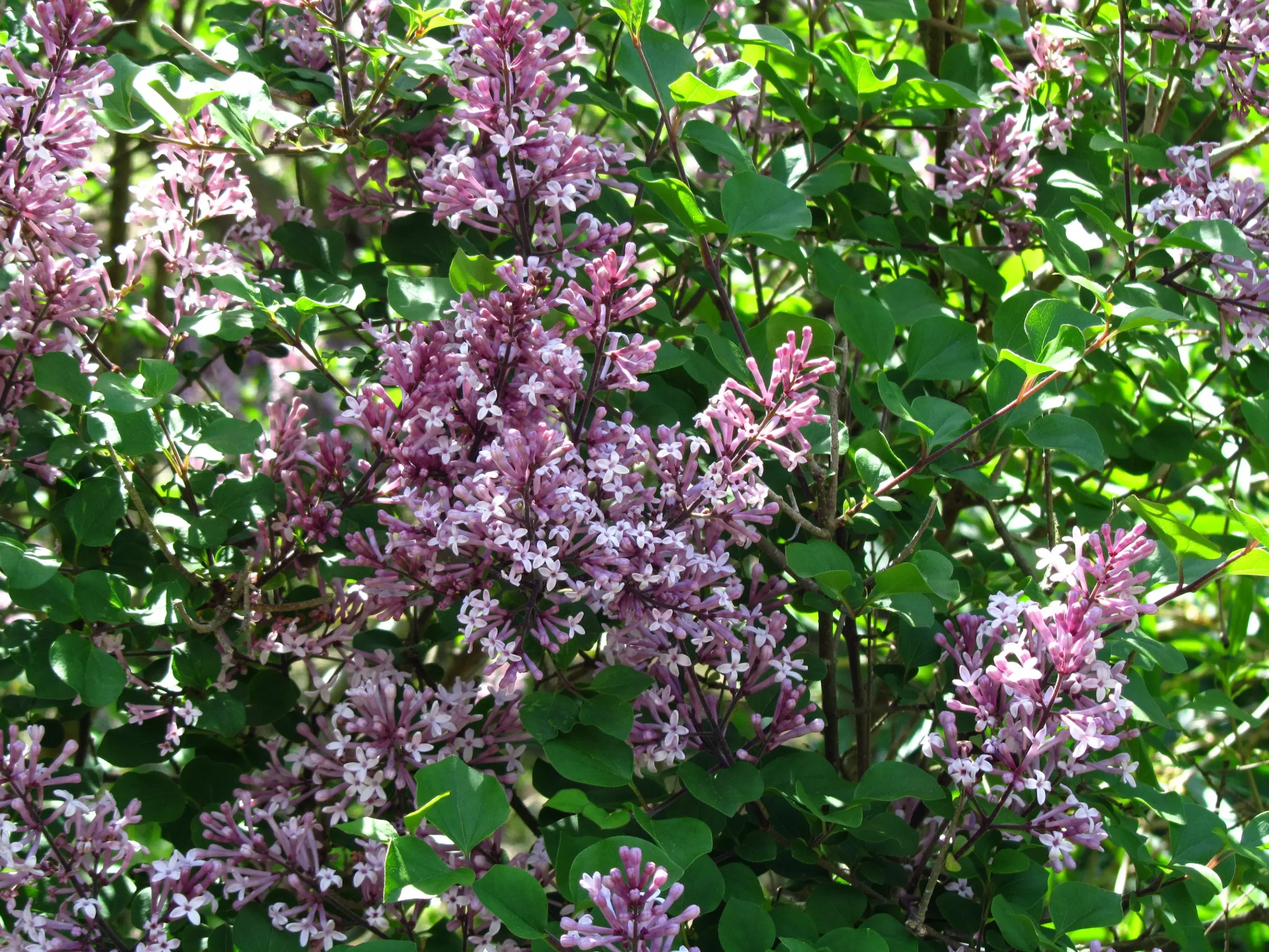 Bloomerang Purpink Lilac