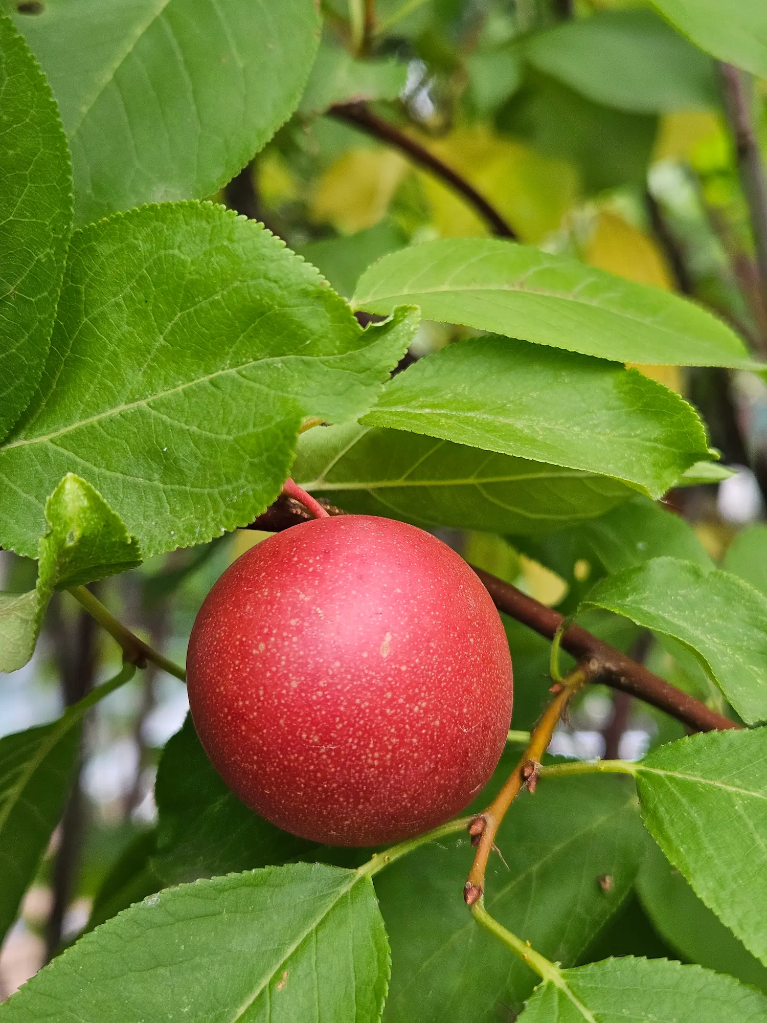 Featured image for “Brookred Plum”