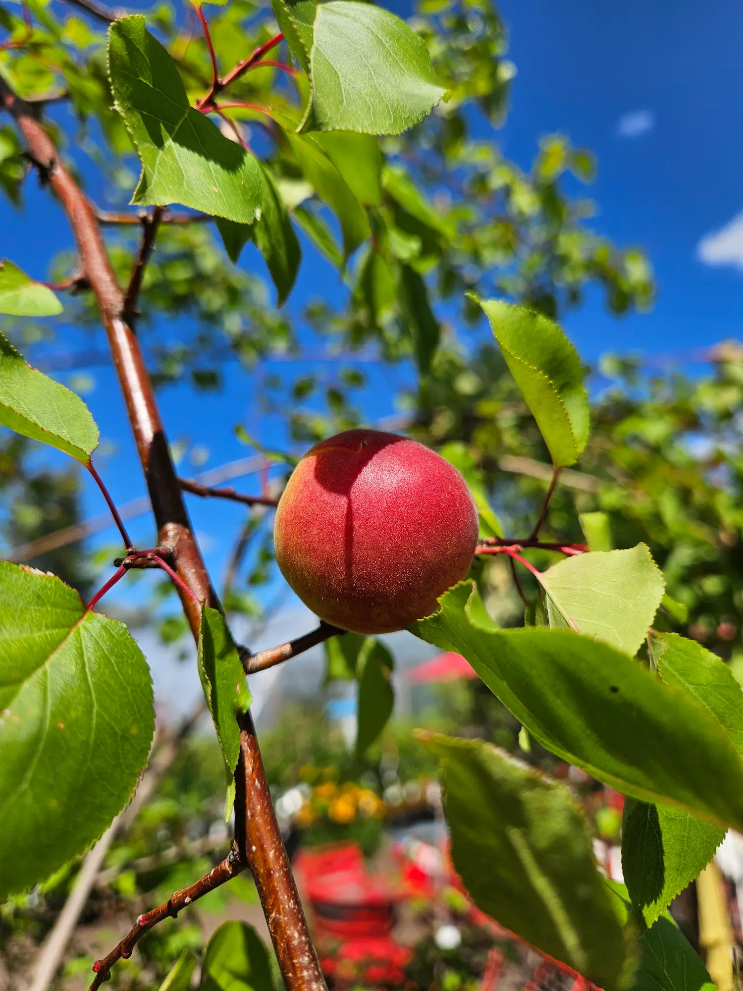 Casino Apricot