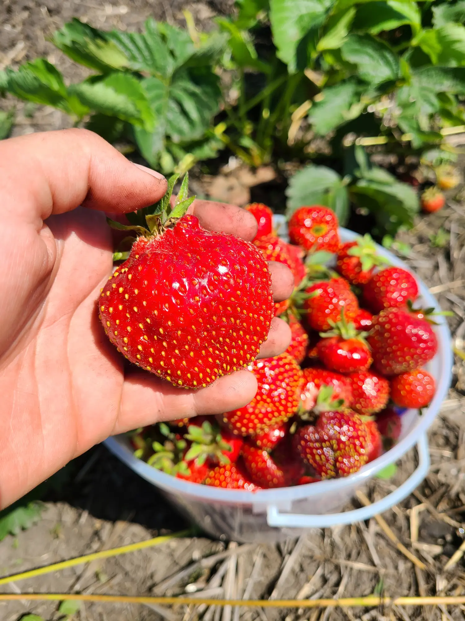 Featured image for “Strawberry Cavendish (Junebearing)”