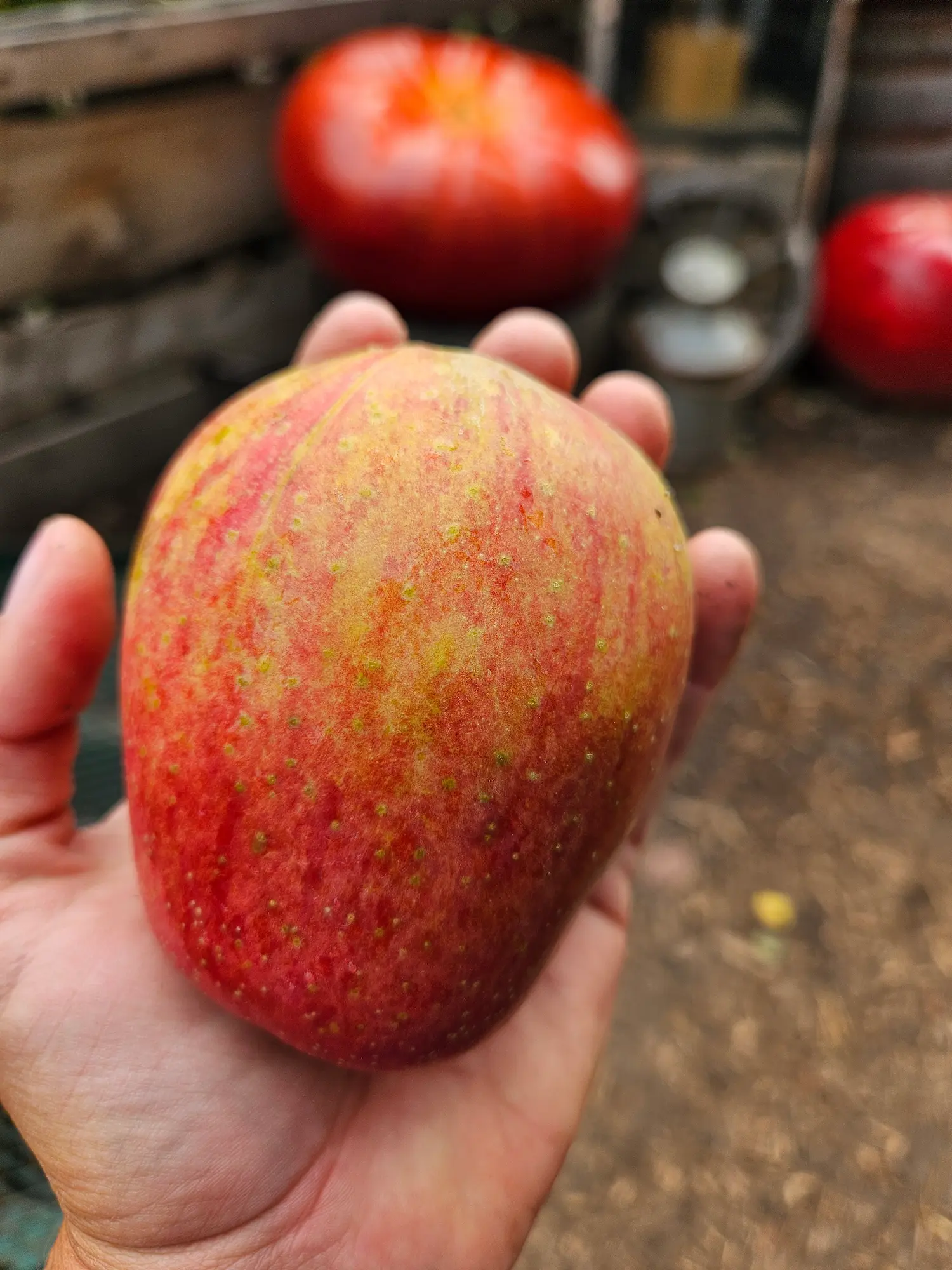 Featured image for “Dwarf Odyssey® Apple”