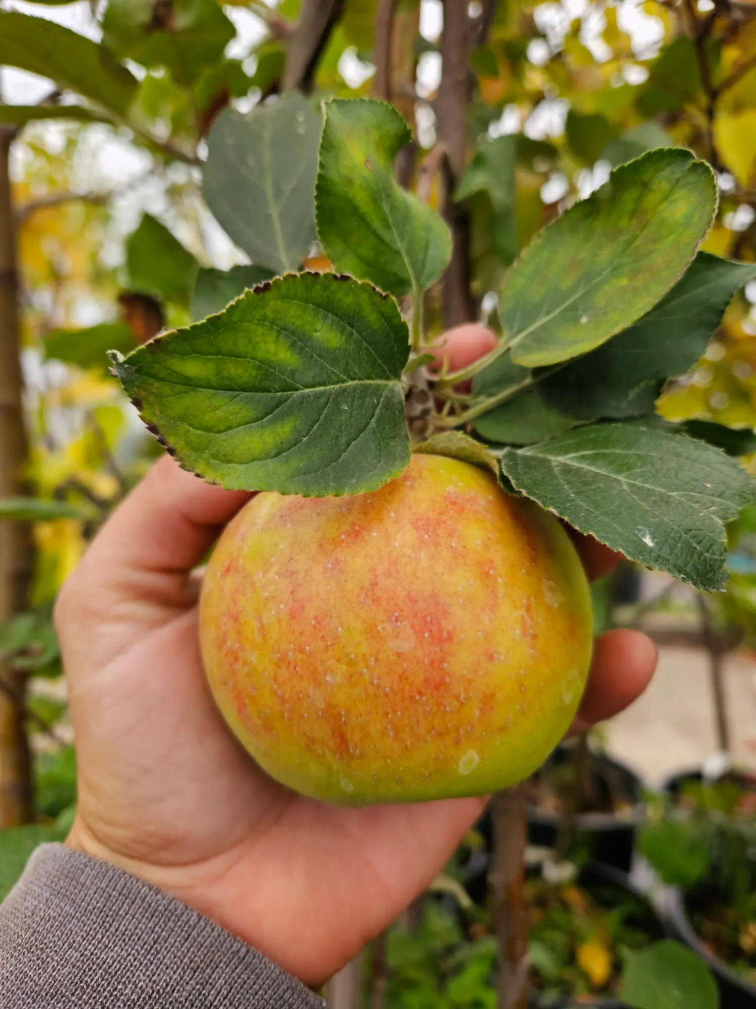 Featured image for “Dwarf Smokehouse Apple”