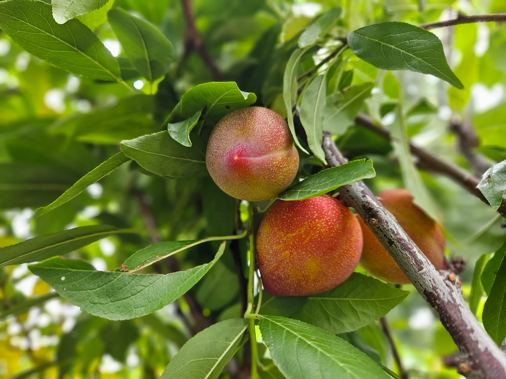 Plum Jealous Orchard Package - Image 6