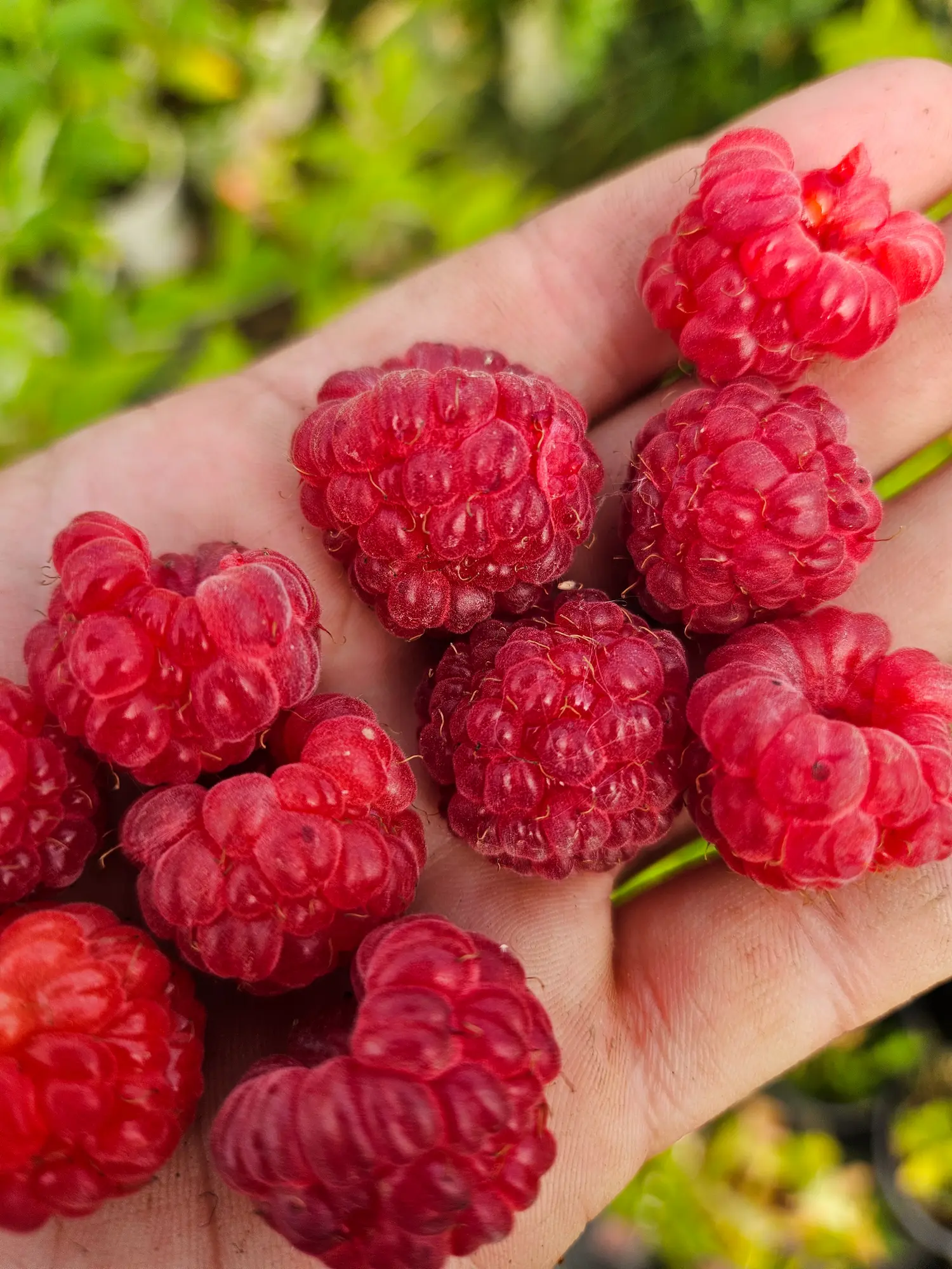 Boyne Raspberry