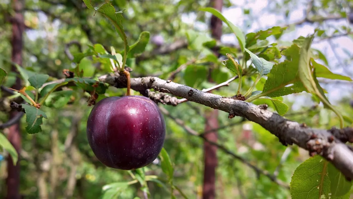 Featured image for “Dura Cherry Plum”
