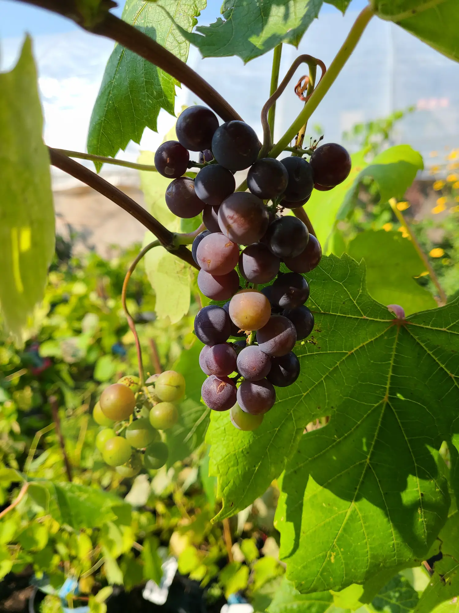 Valiant Grape
