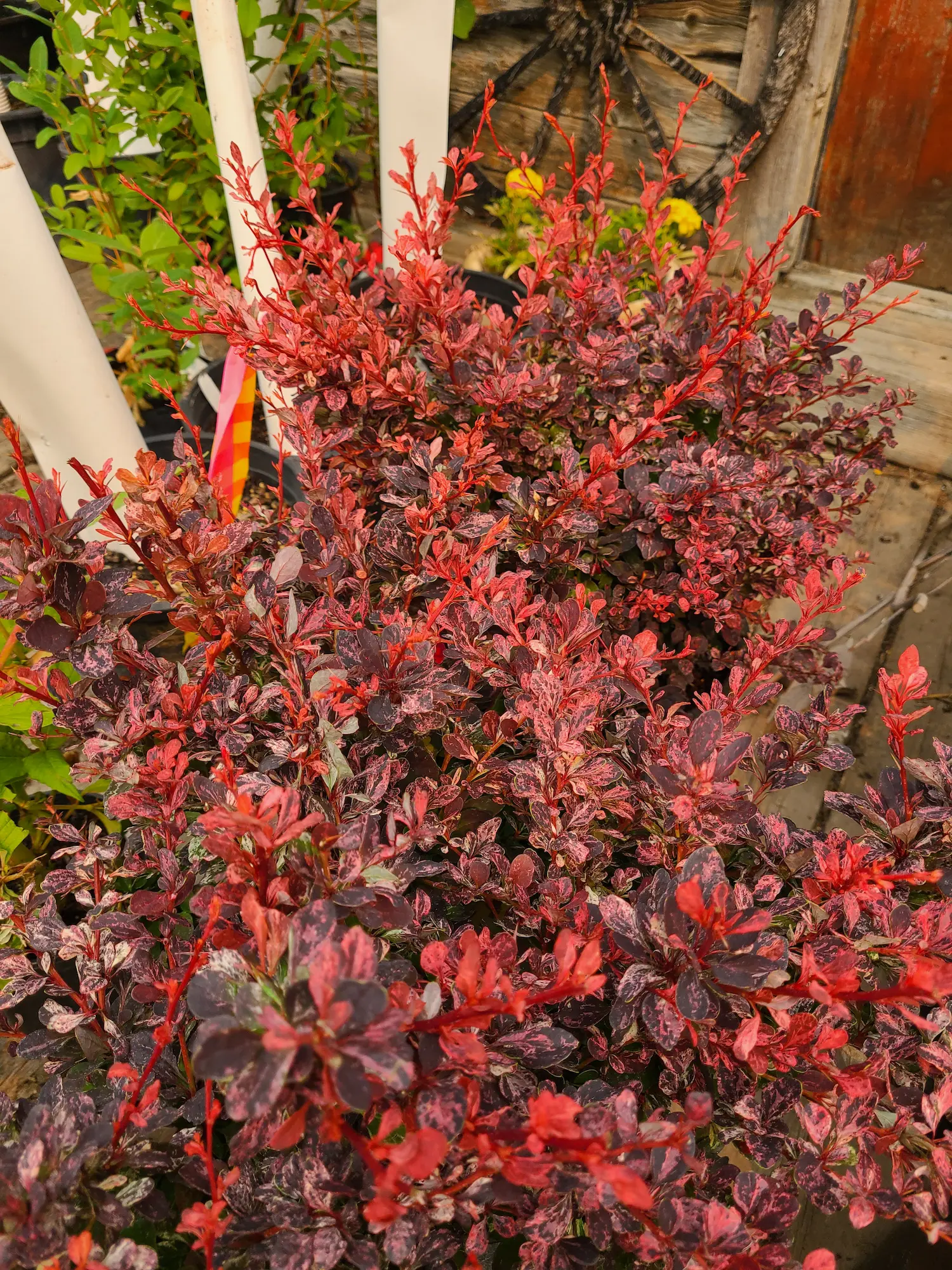 Rose Glow Japanese Barberry