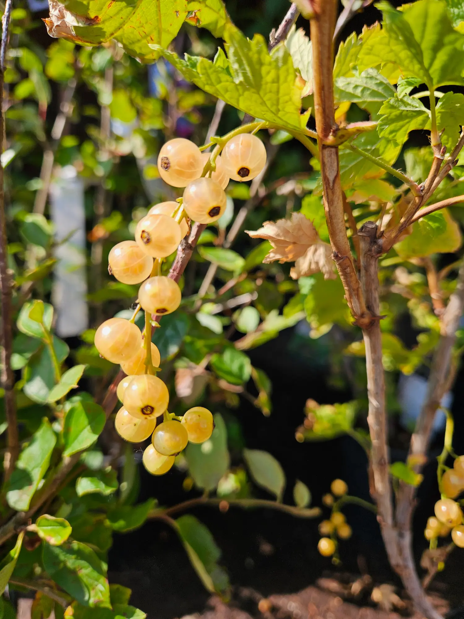 White Imperial Currant