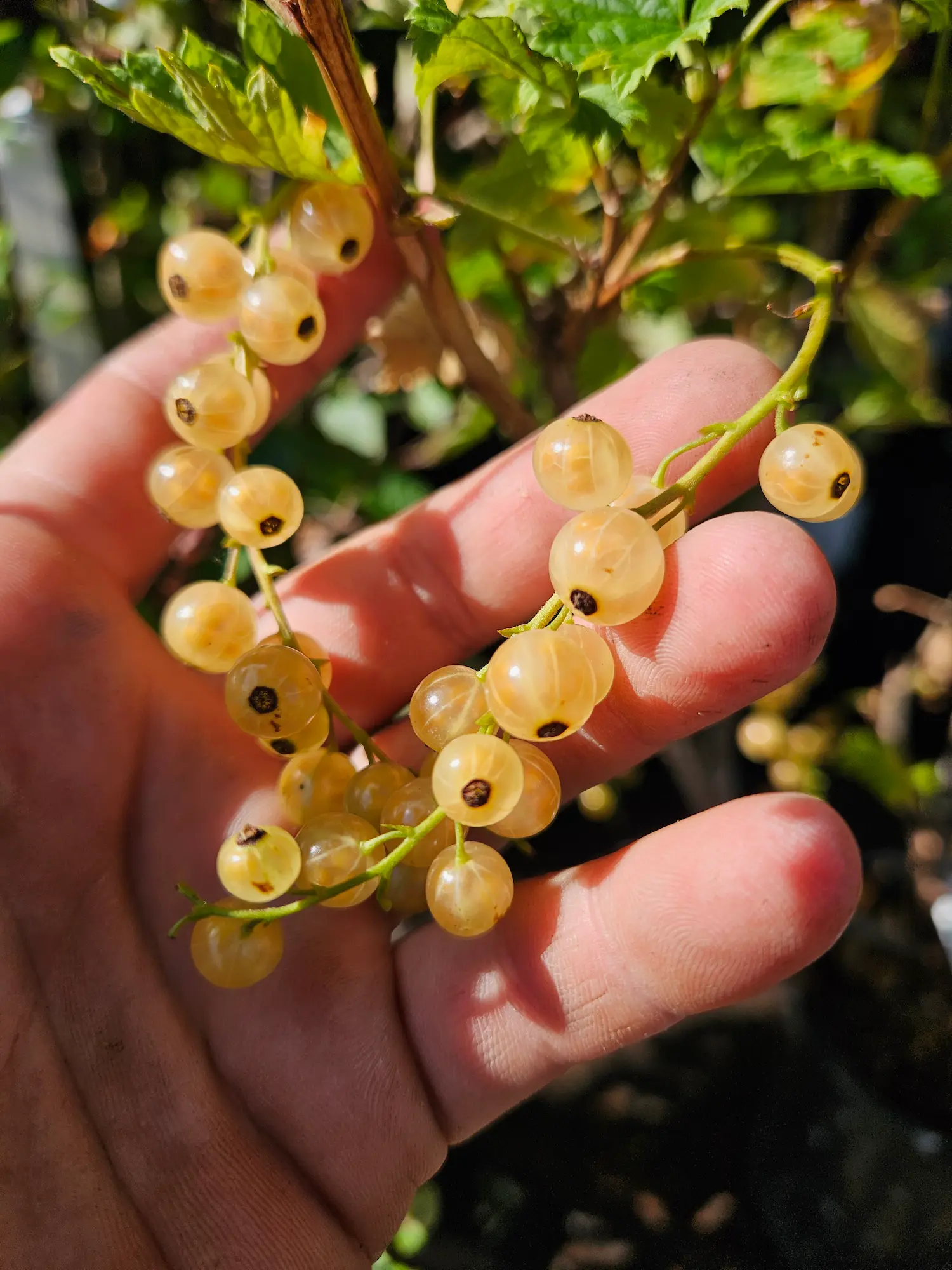 White Pearl Currant