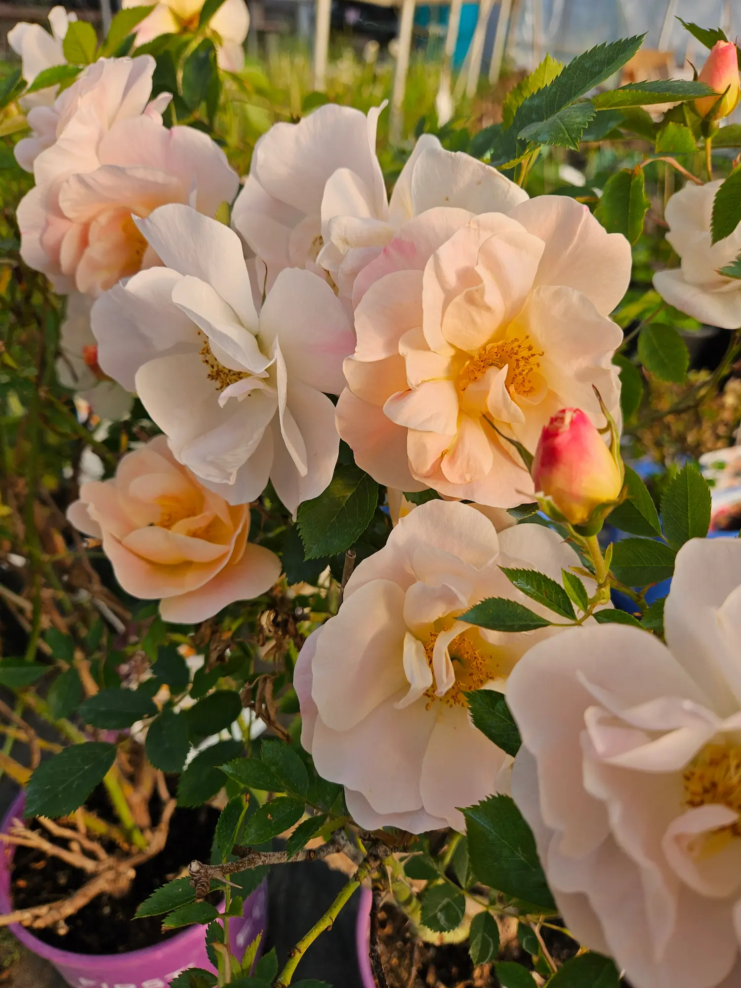 Above and Beyond Rose - Image 3