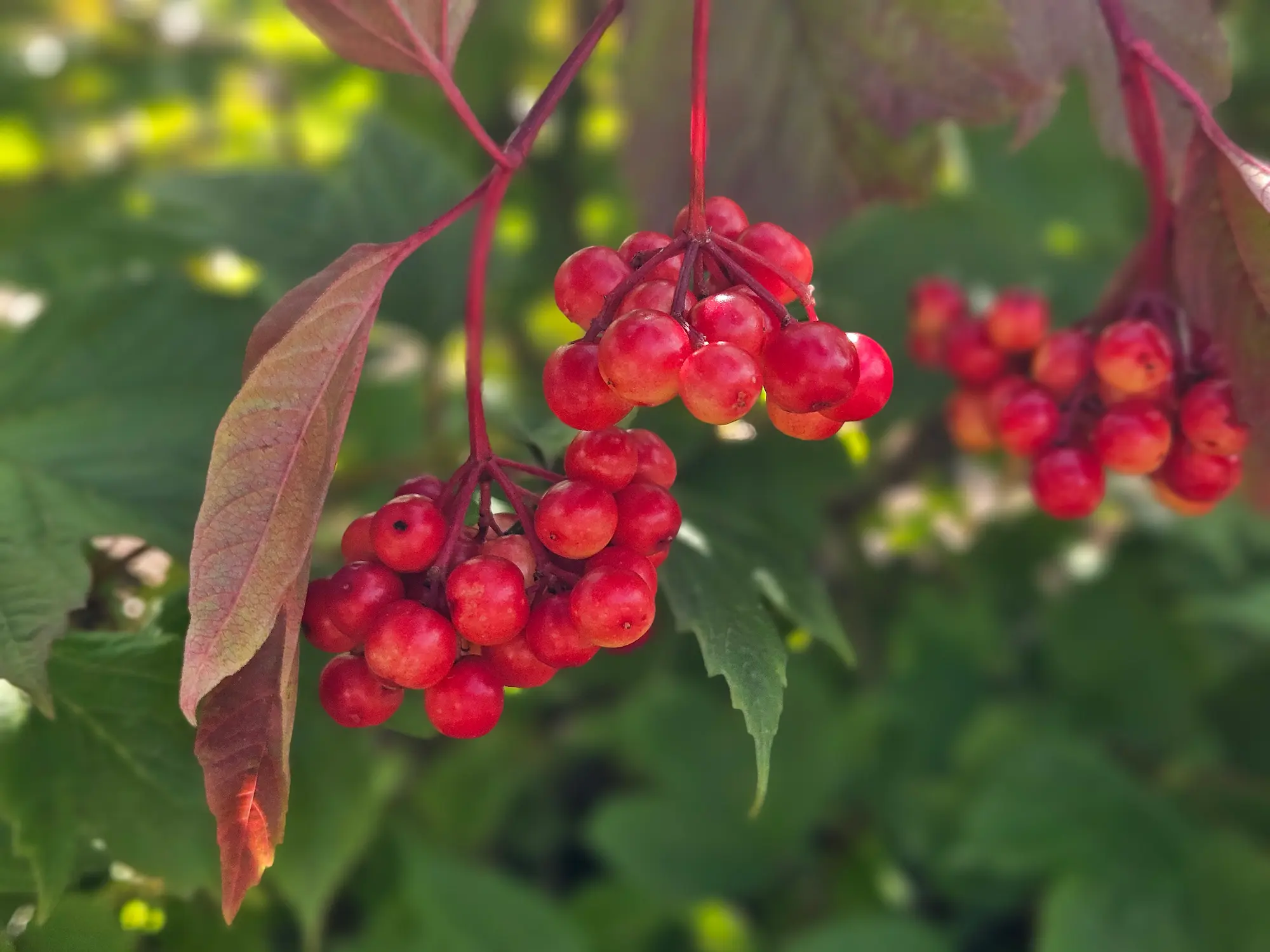 Featured image for “Alaska Highbush Cranberry”