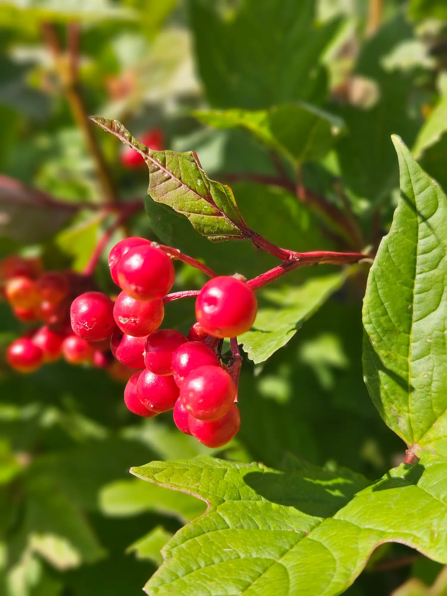 Featured image for “Bailey Compact / Dwarf American Cranberry”
