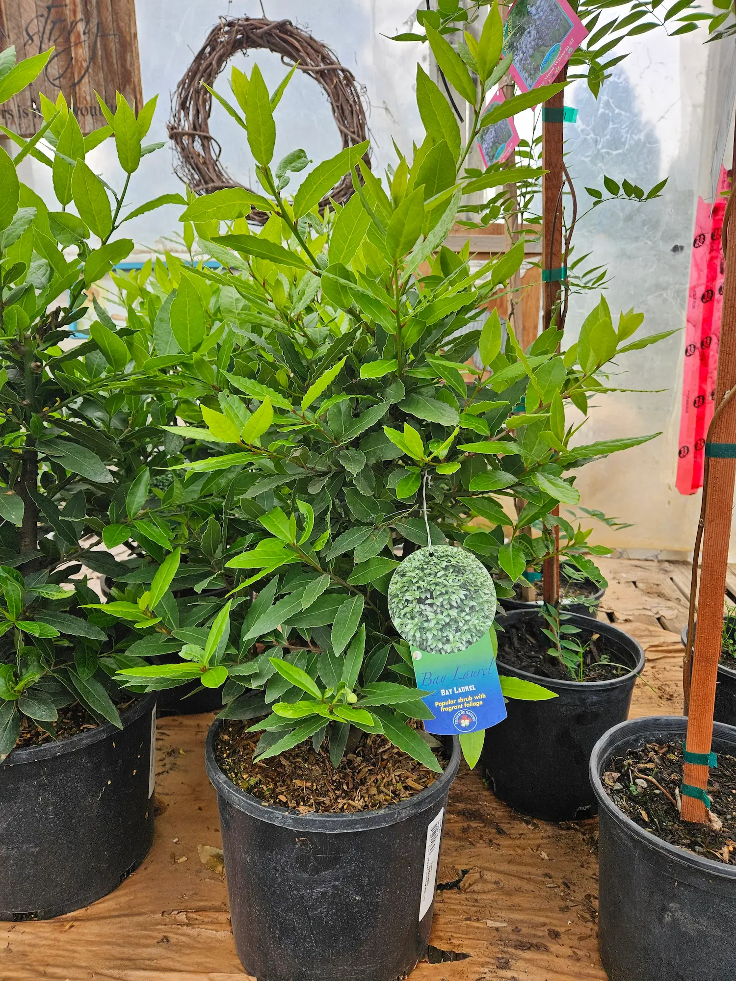 Bay Leaf