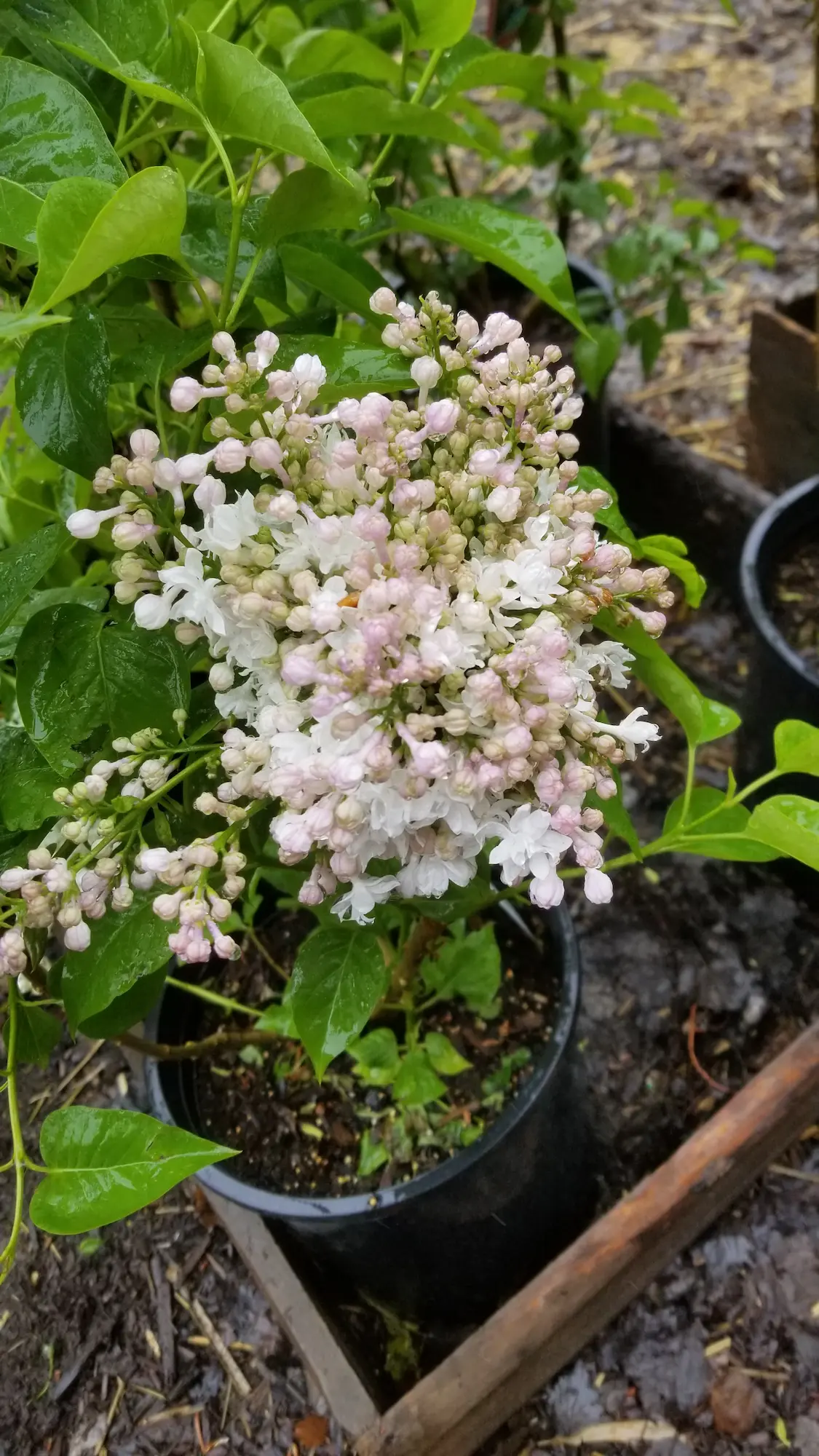 Beauty of Moscow French Lilac - Image 2
