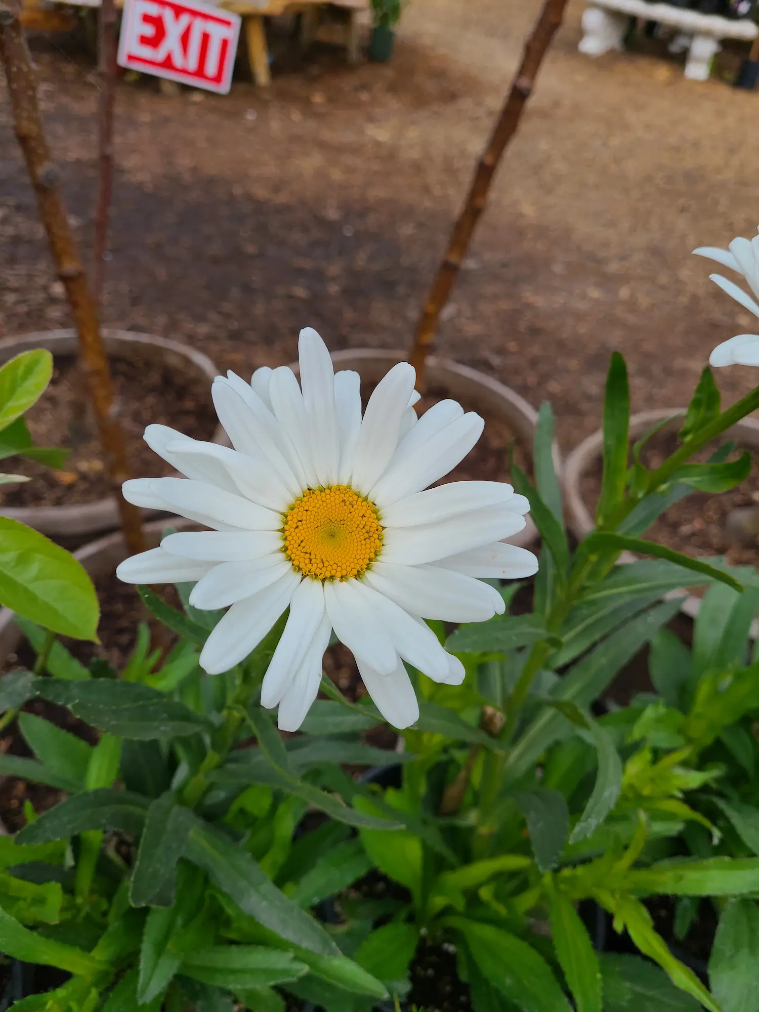 Featured image for “Becky Shasta Daisy”