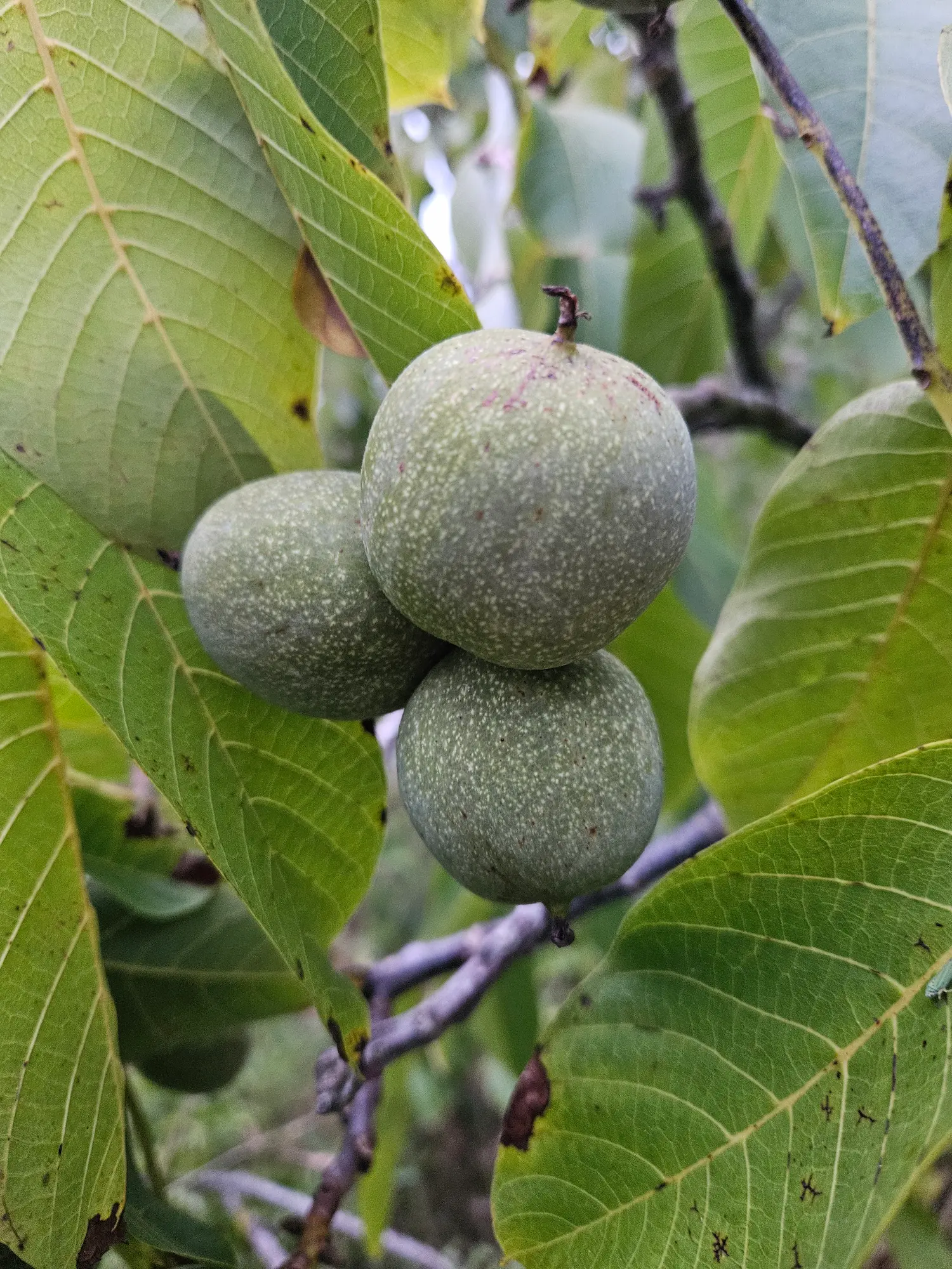 Black Walnut