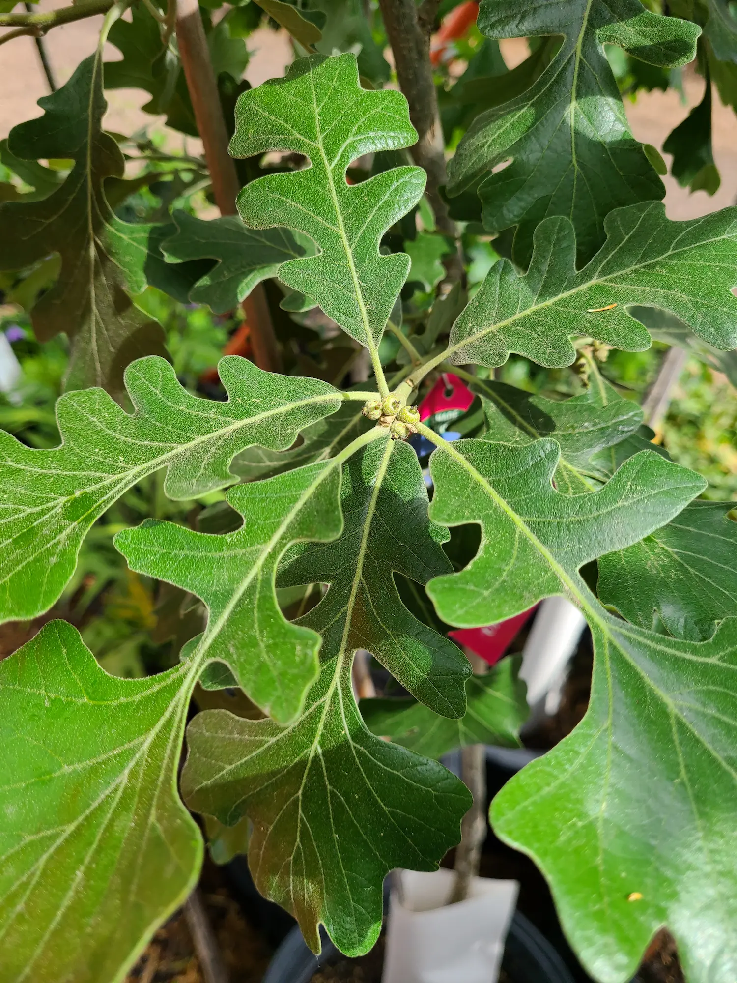 Bur Oak - Image 2