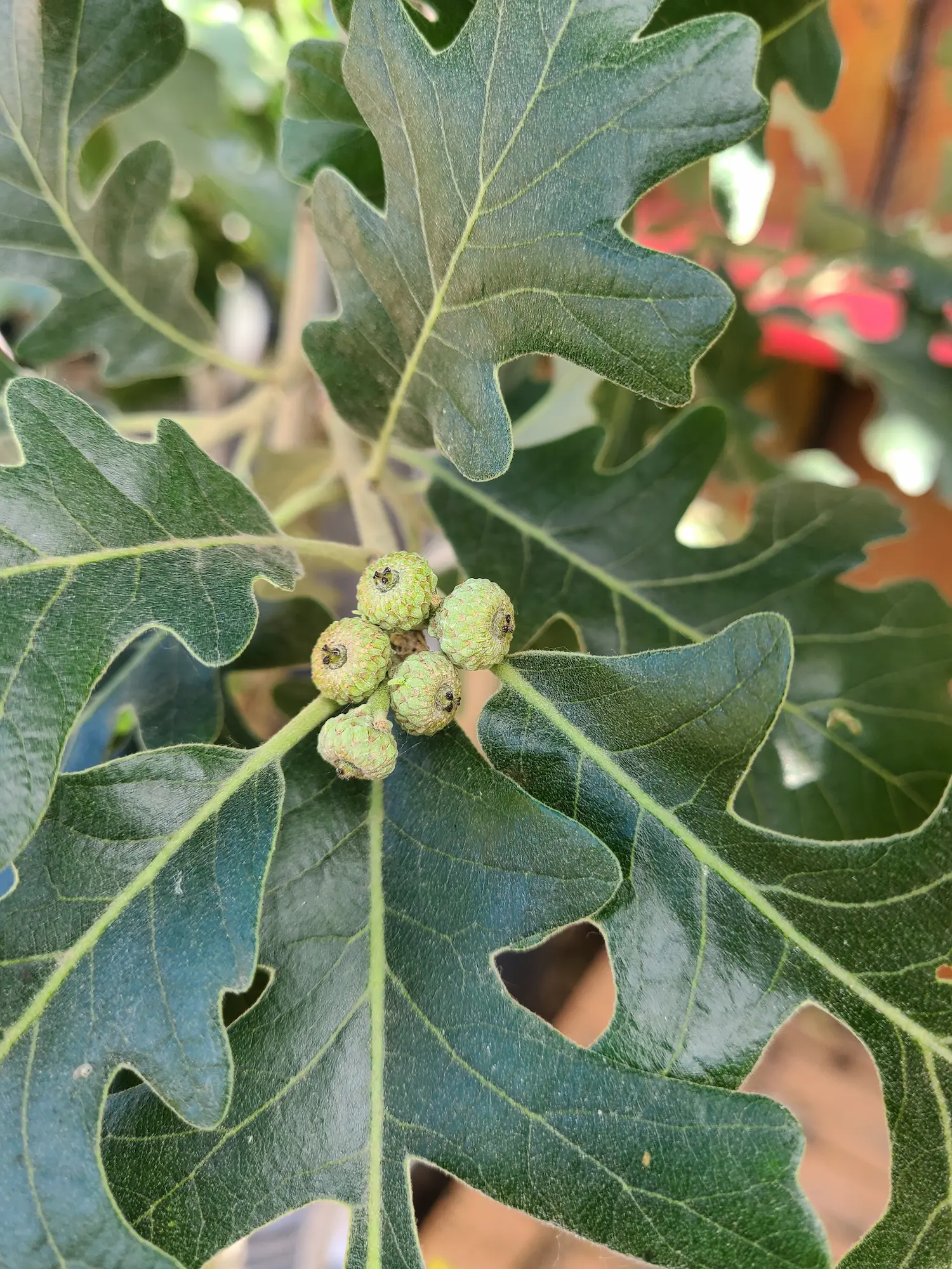 Bur Oak