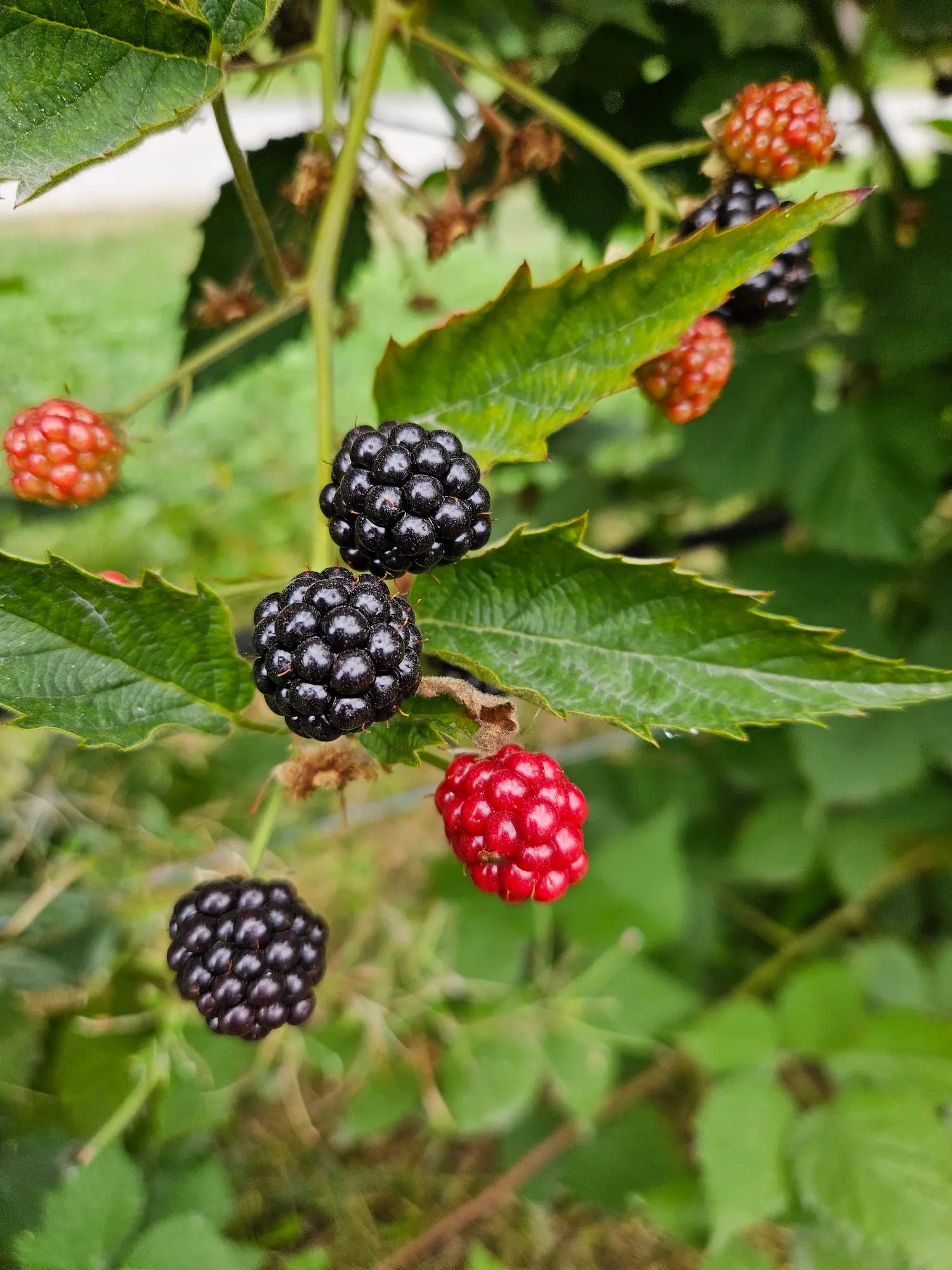 Blackberry Chester