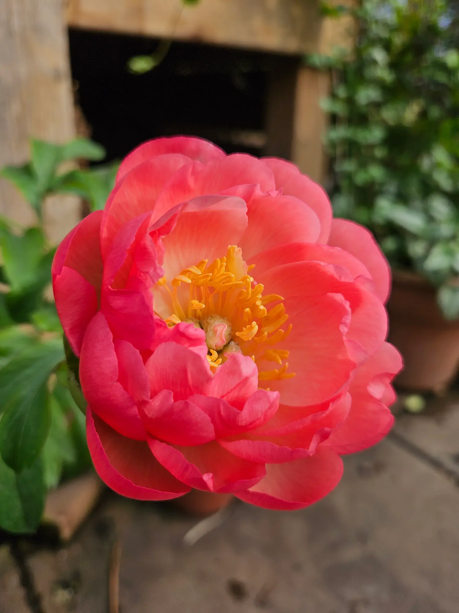 Coral Charm Peony - Image 2