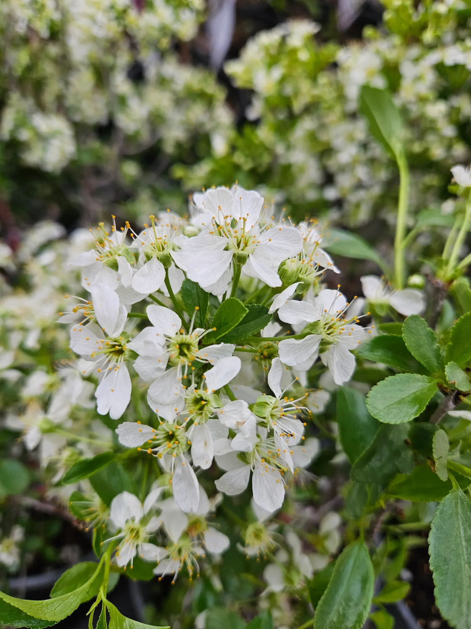 Featured image for “Cutie Pie Sour Cherry”