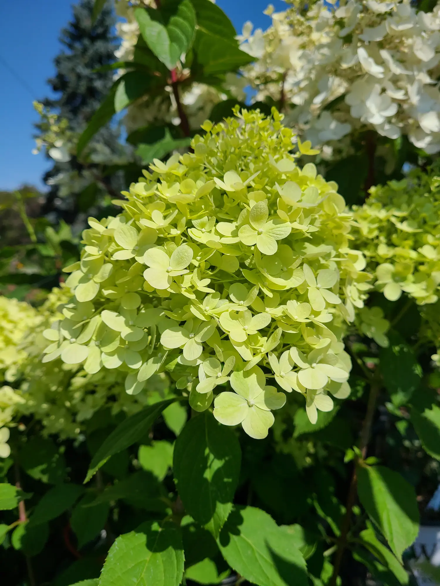 Featured image for “Dragon Baby Hydrangea”