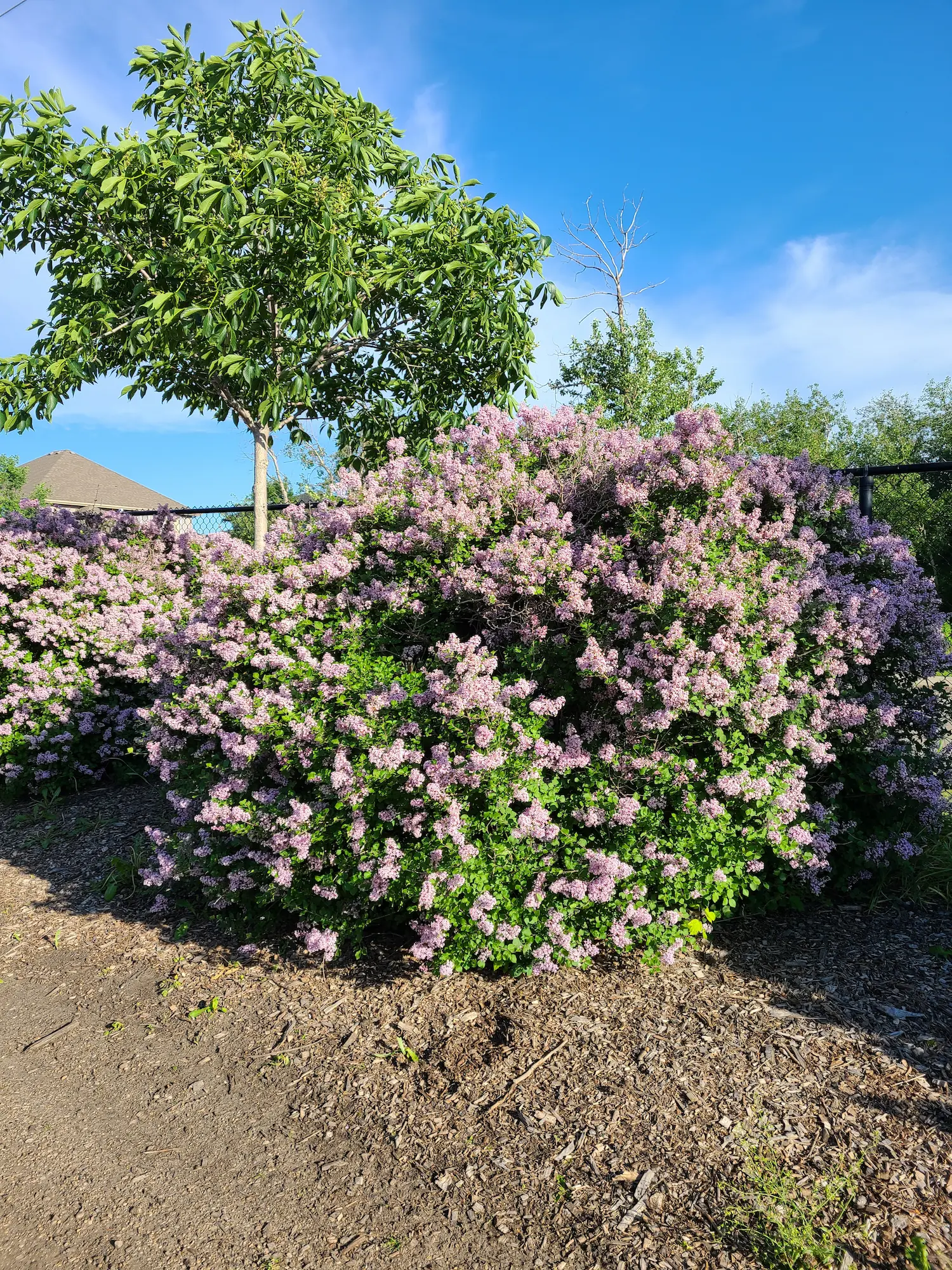 Dwarf Korean Lilac