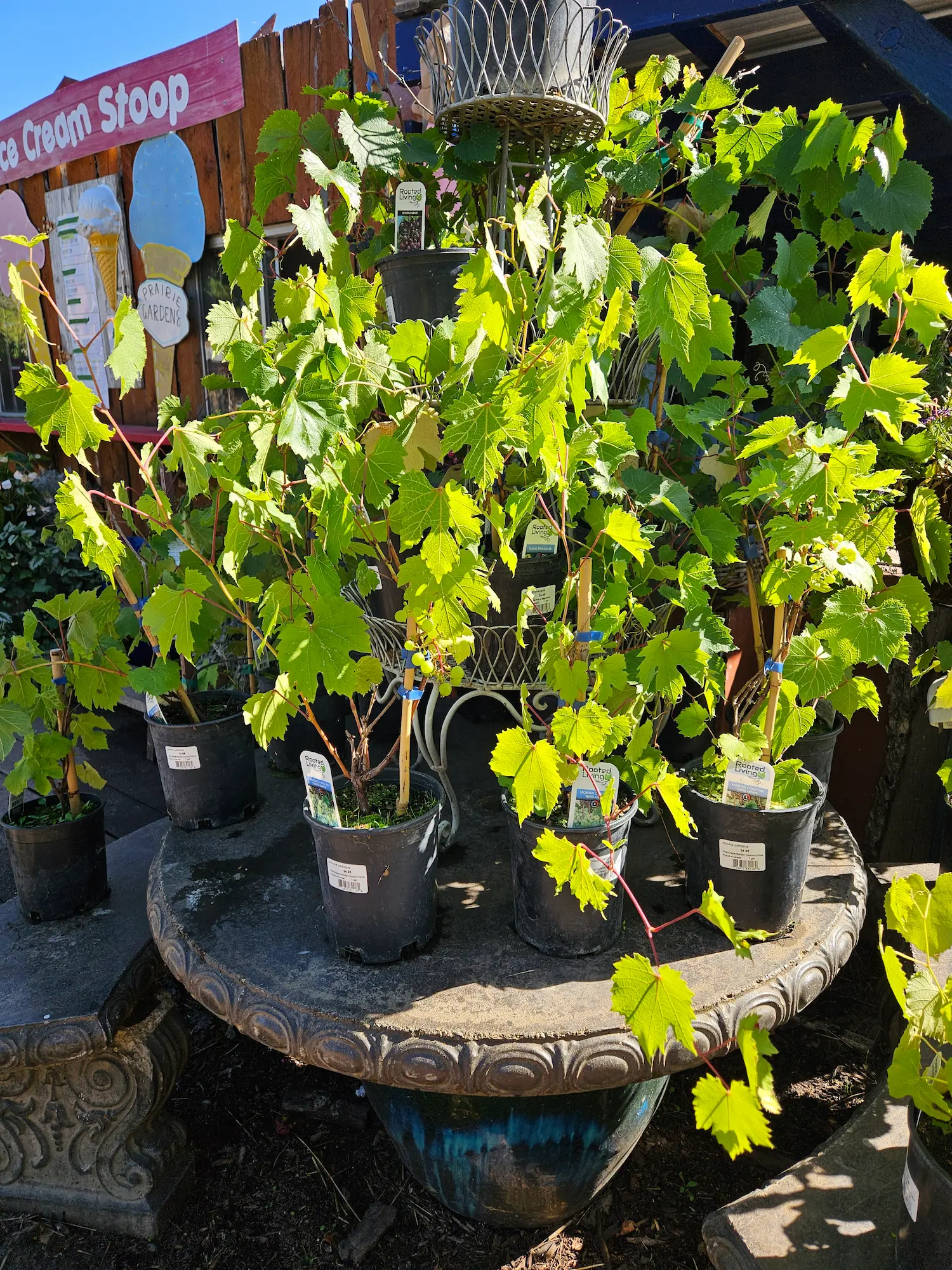 Morden Concord White Grape