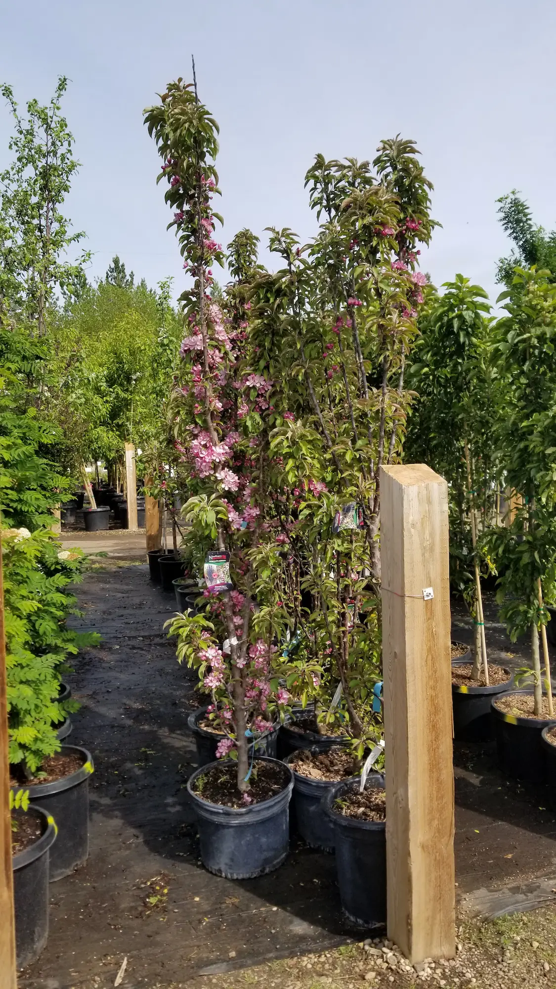 Emerald Spire Rosybloom Crabapple