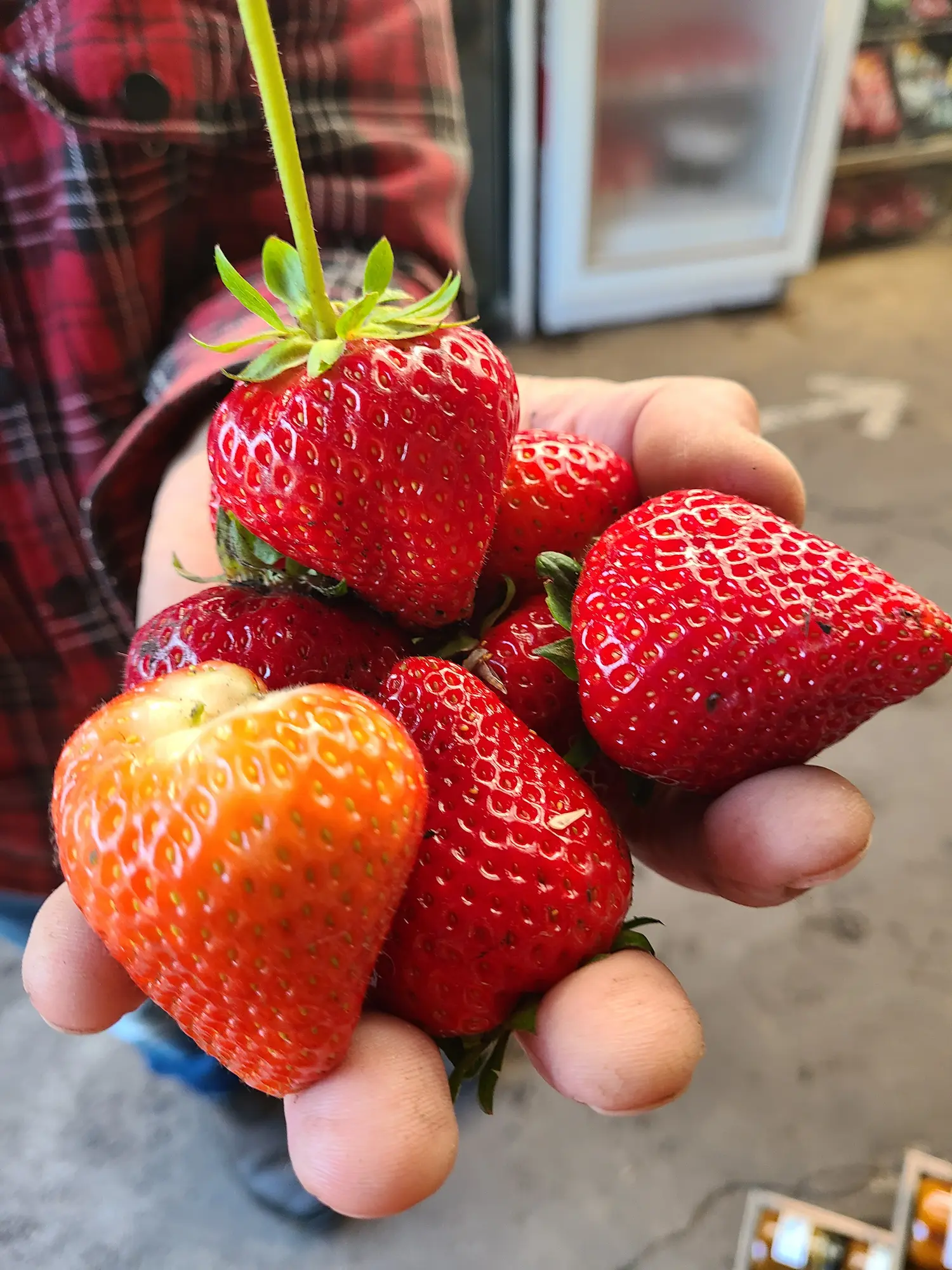 Featured image for “Strawberry Cabrillio (Everbearing)”
