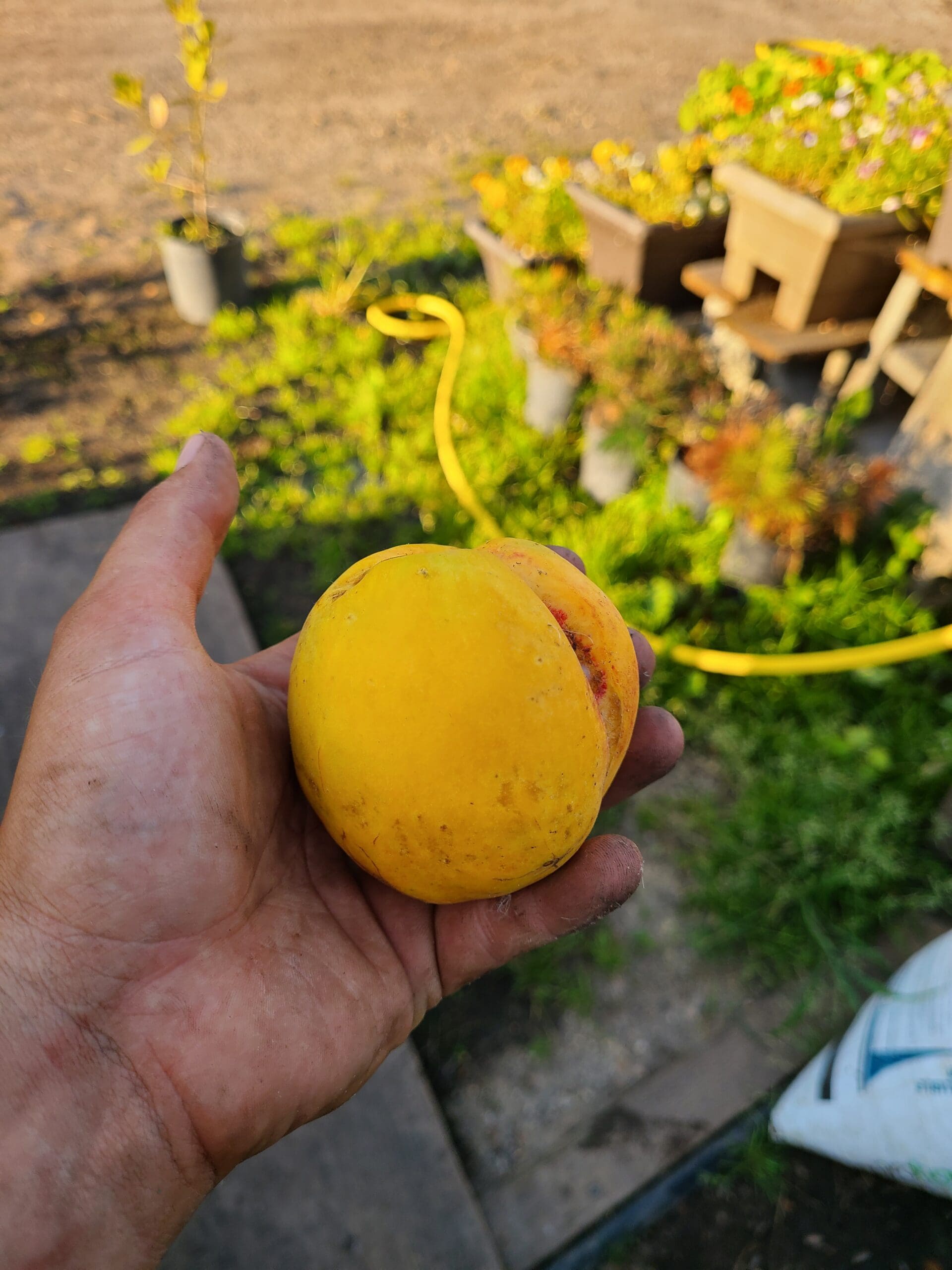 Golden Prolific Dwarf Nectarine