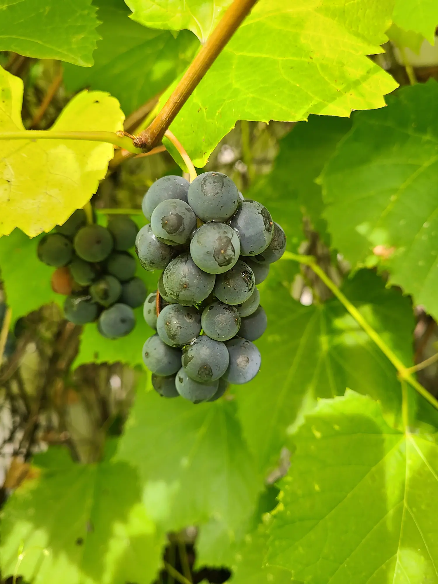 Kabanza Grape