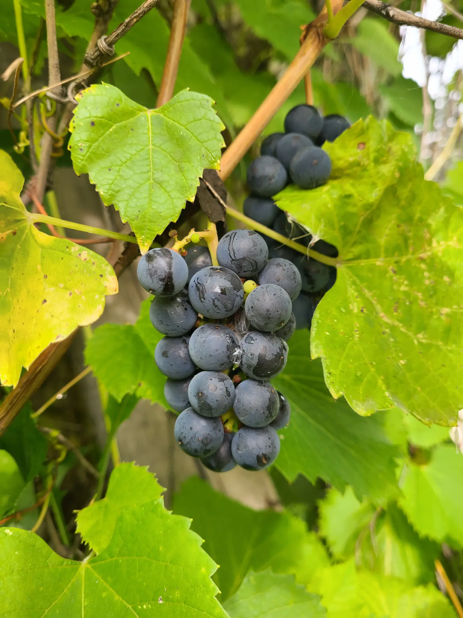 Manitoba Grape