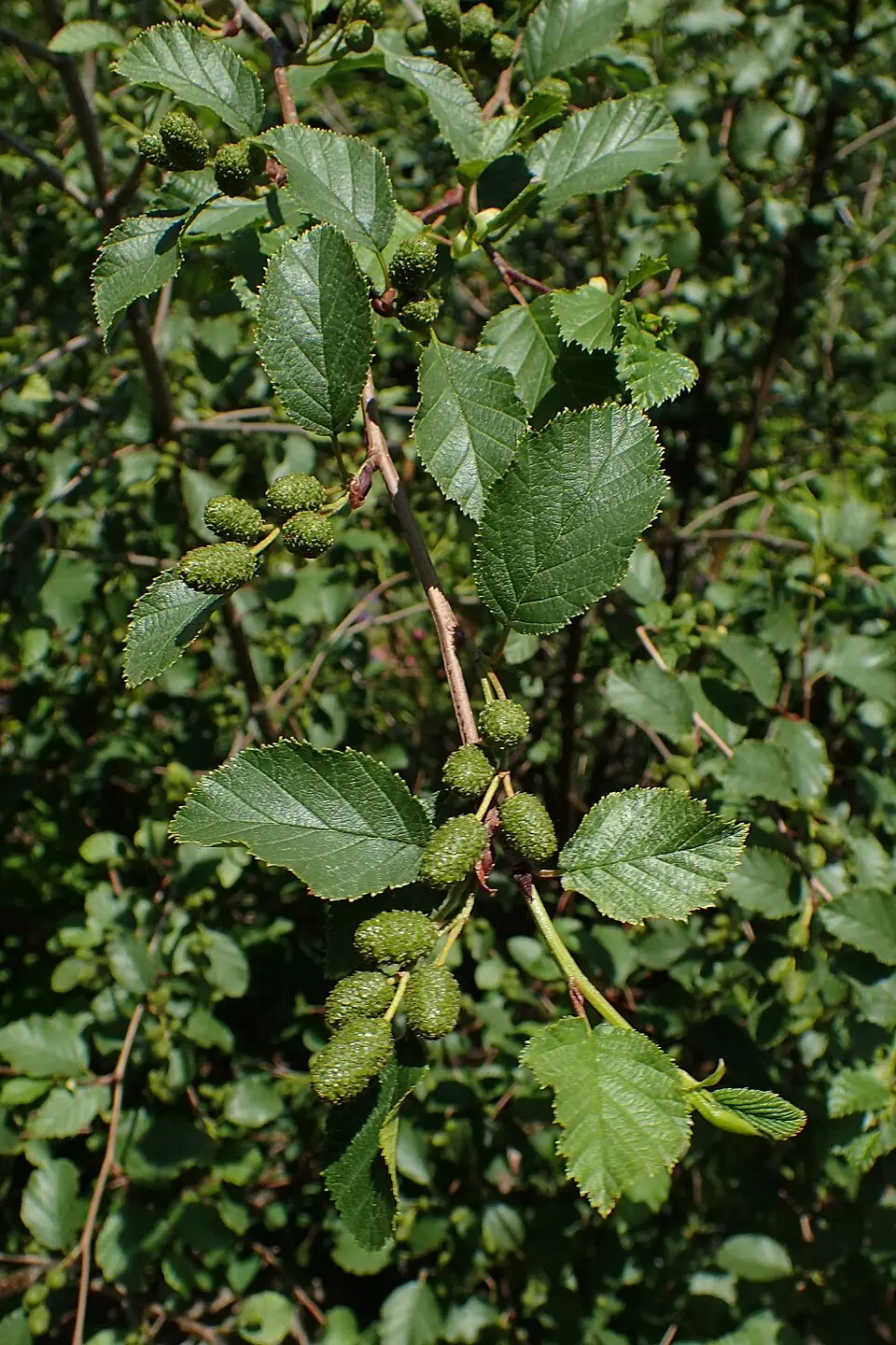Featured image for “Green Alder”