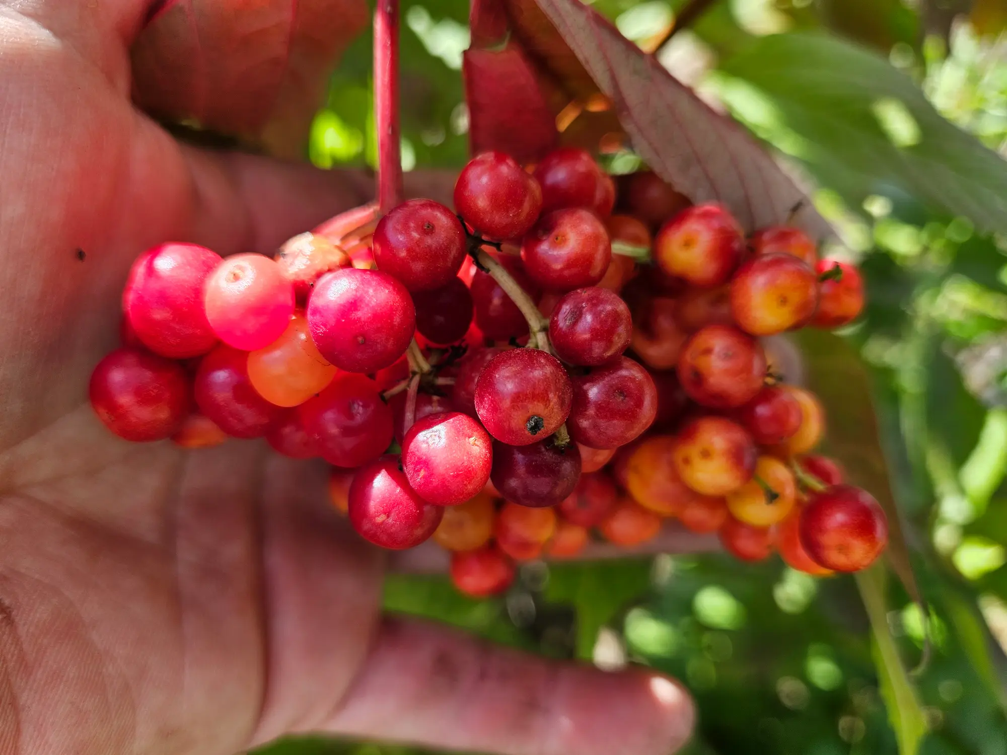 Featured image for “Hahs Highbush Cranberry”