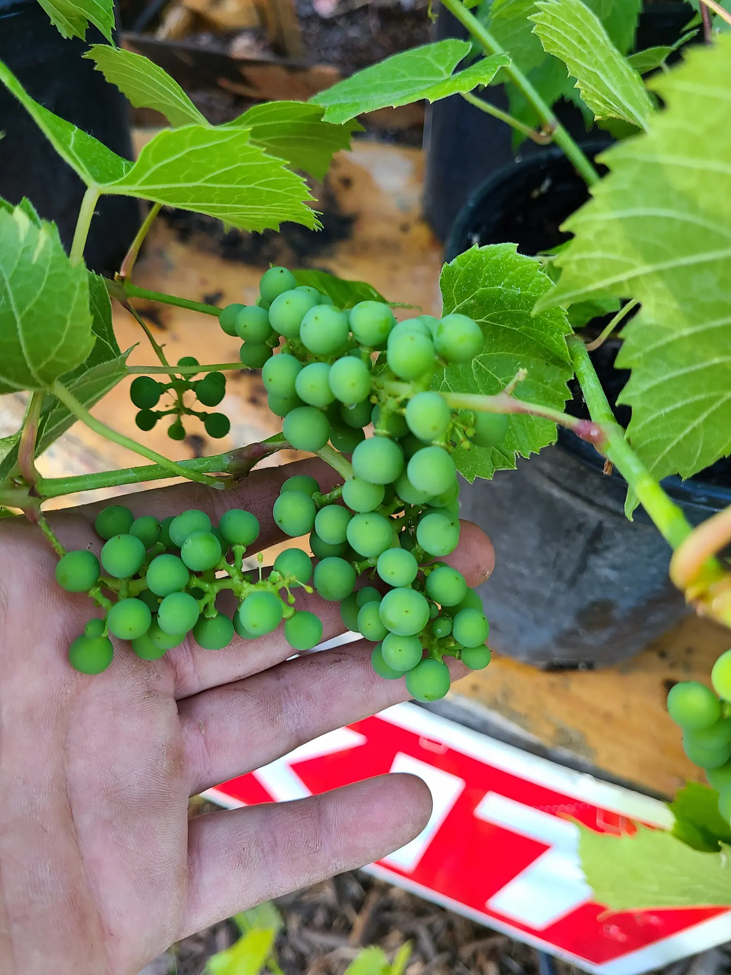 Brianna Grape