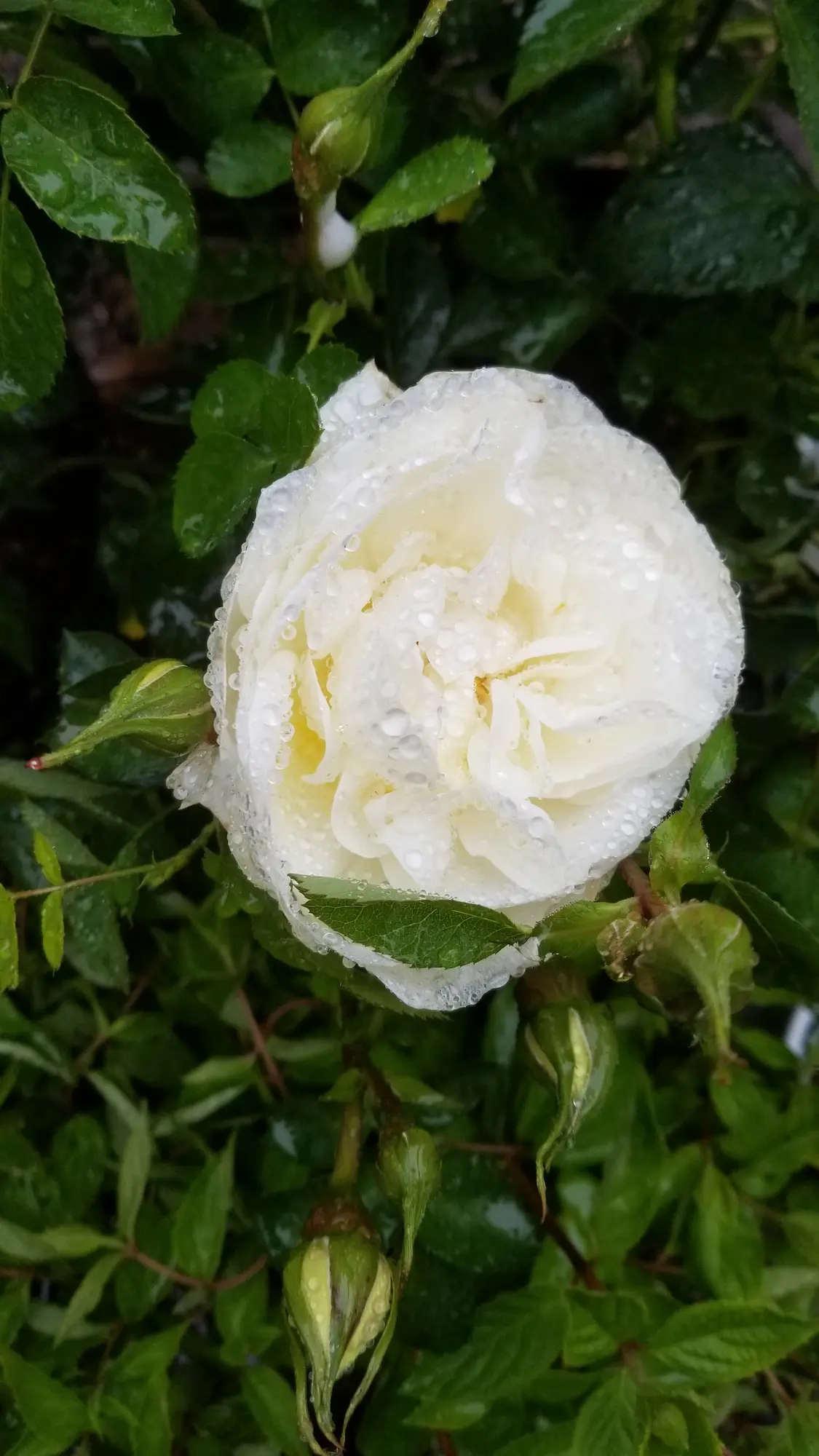 J.P. Connell Rose