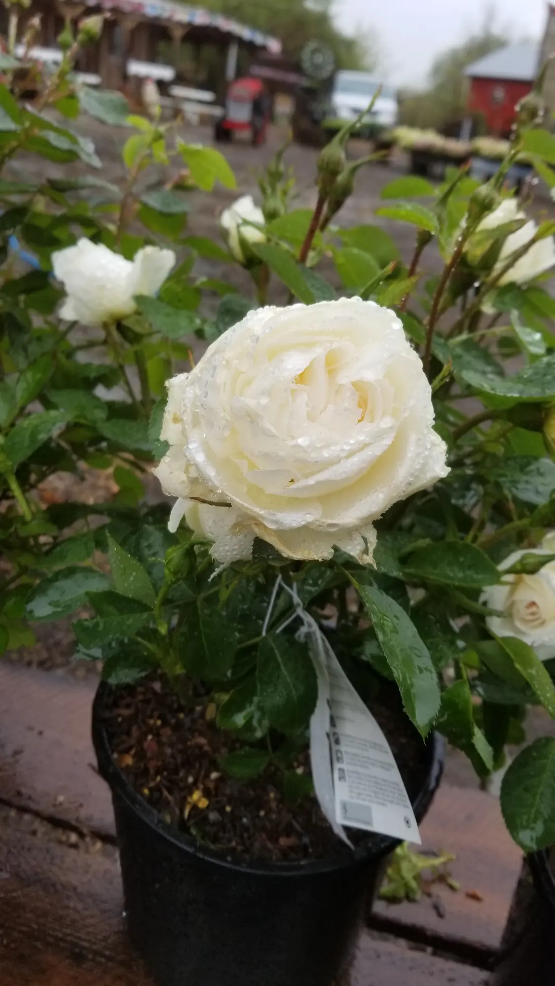 J.P. Connell Rose - Image 2