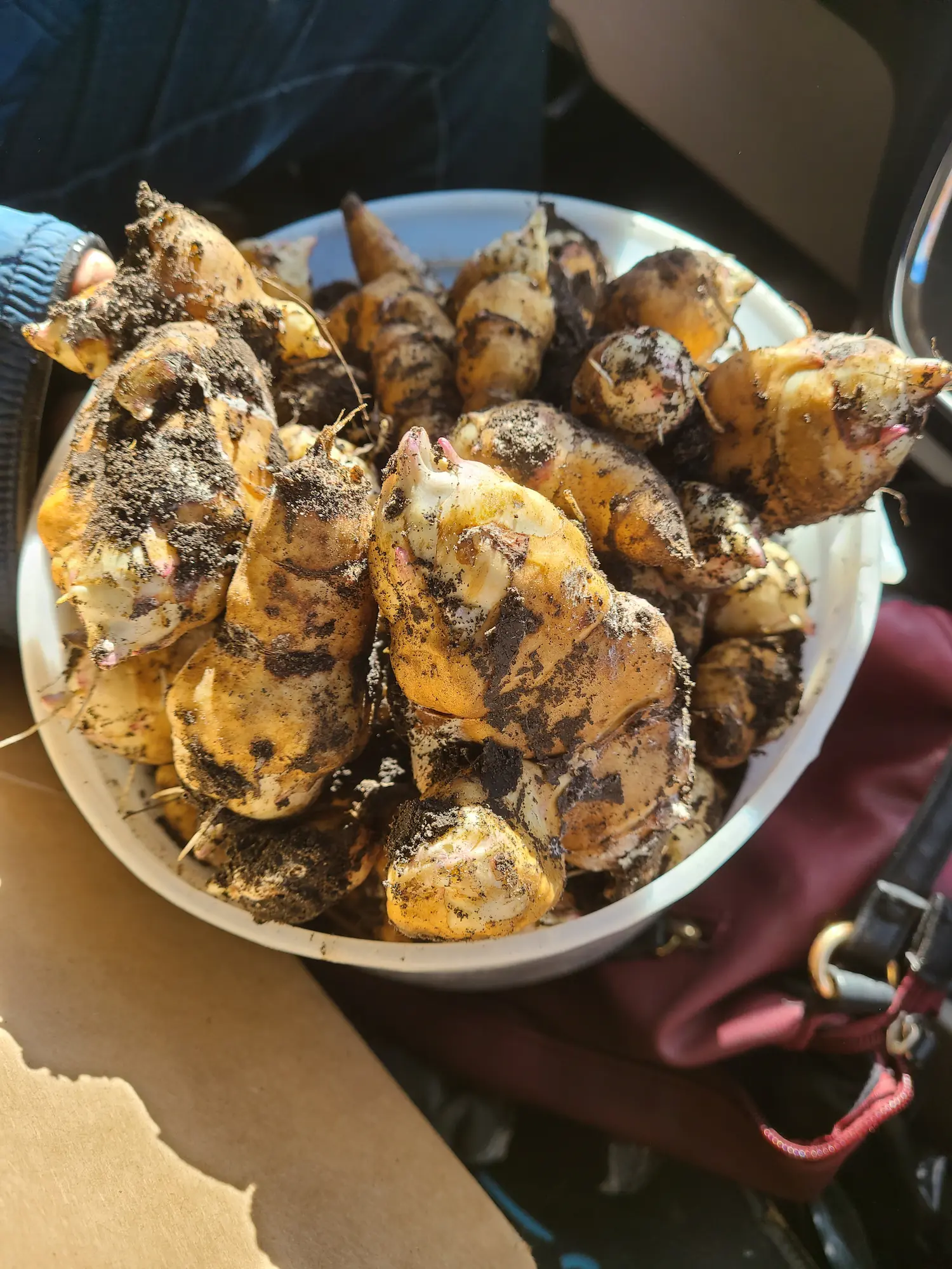 Featured image for “Artichoke Jerusalem Clearwater”