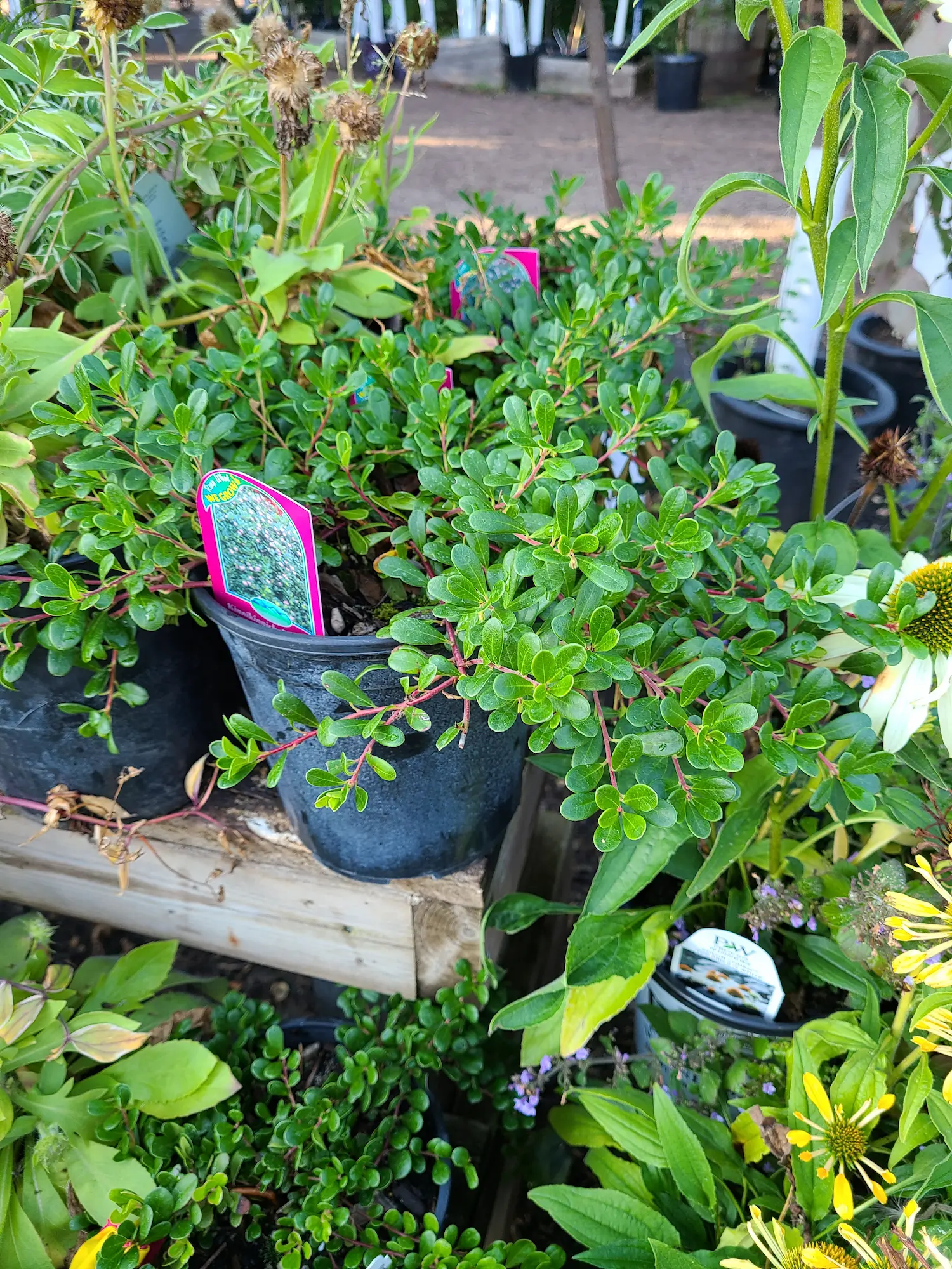 Featured image for “Kinnikinnick, Bearberry”